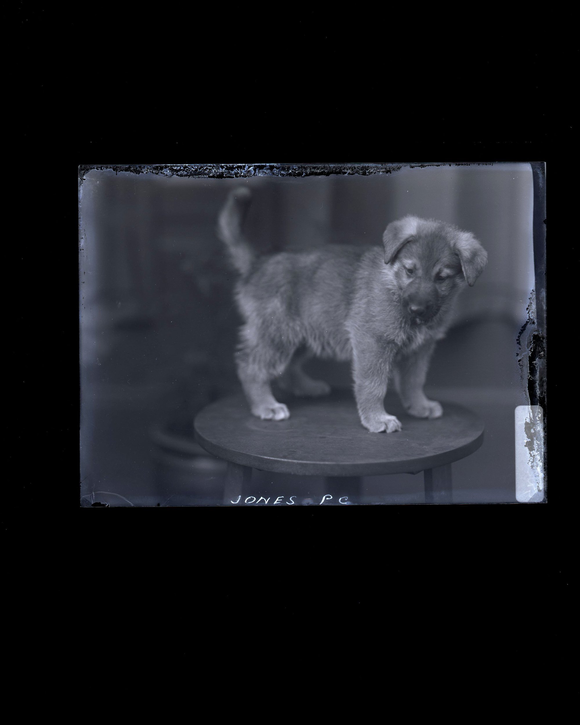 Dog - Jones