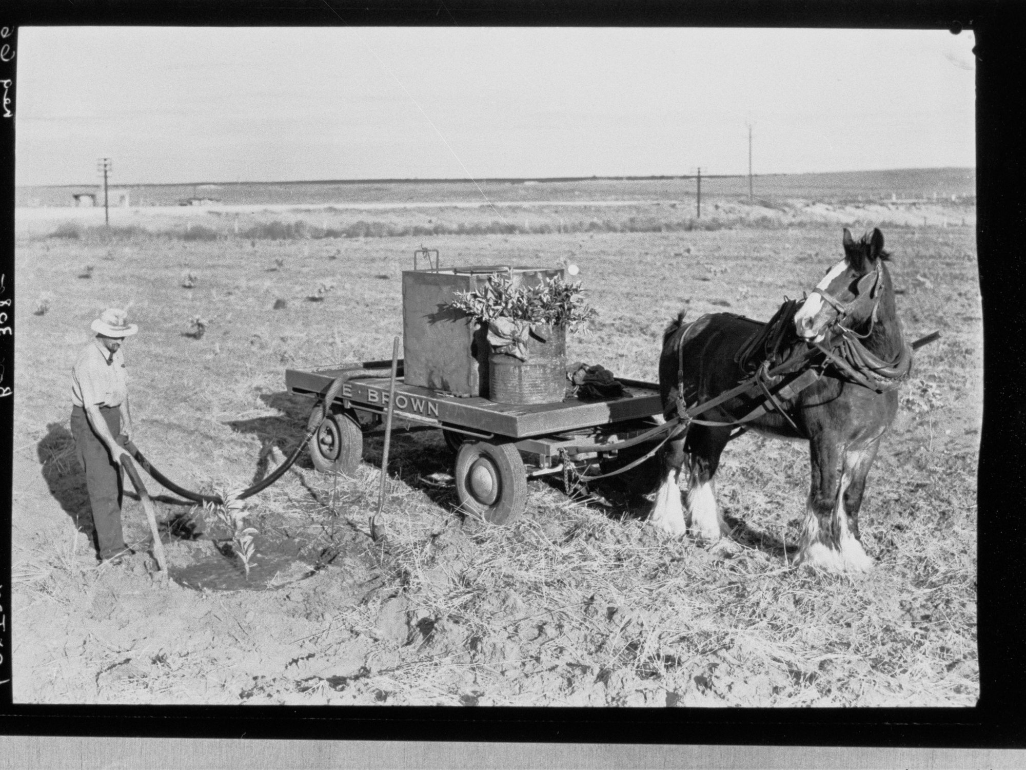 Citrus planting at Loxton.