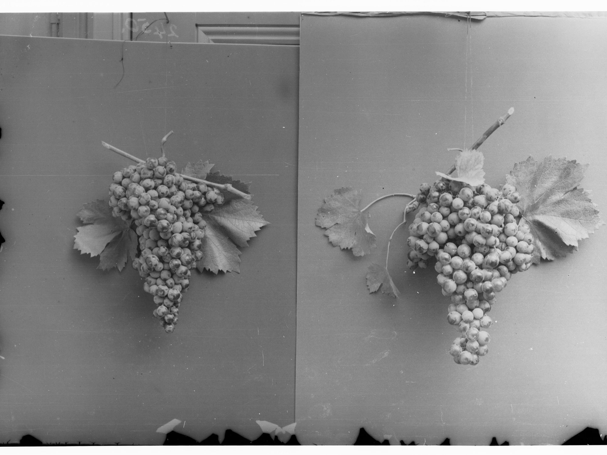 A large bunch of grapes