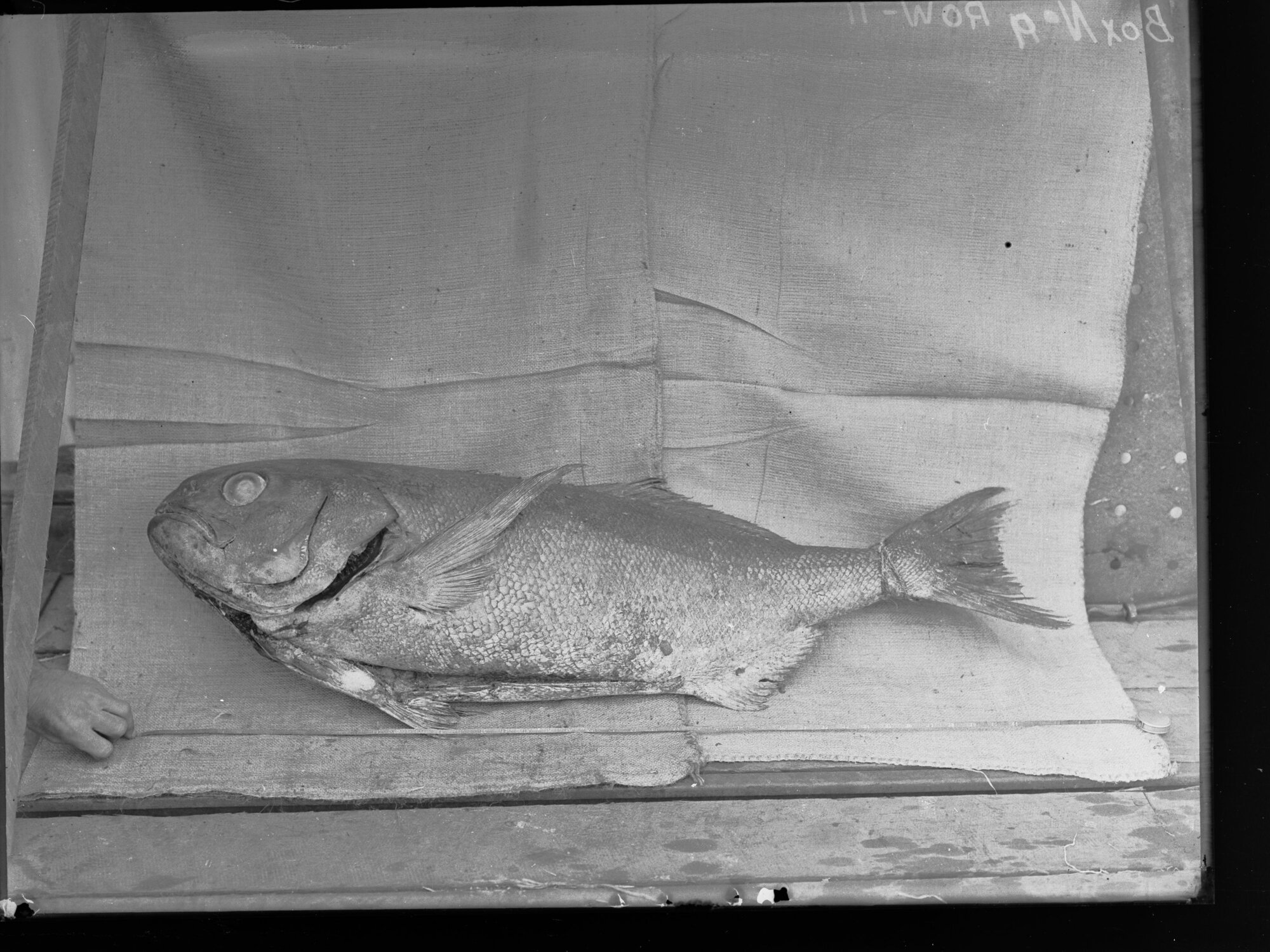 Picture of a fish at Port Adelaide Exports