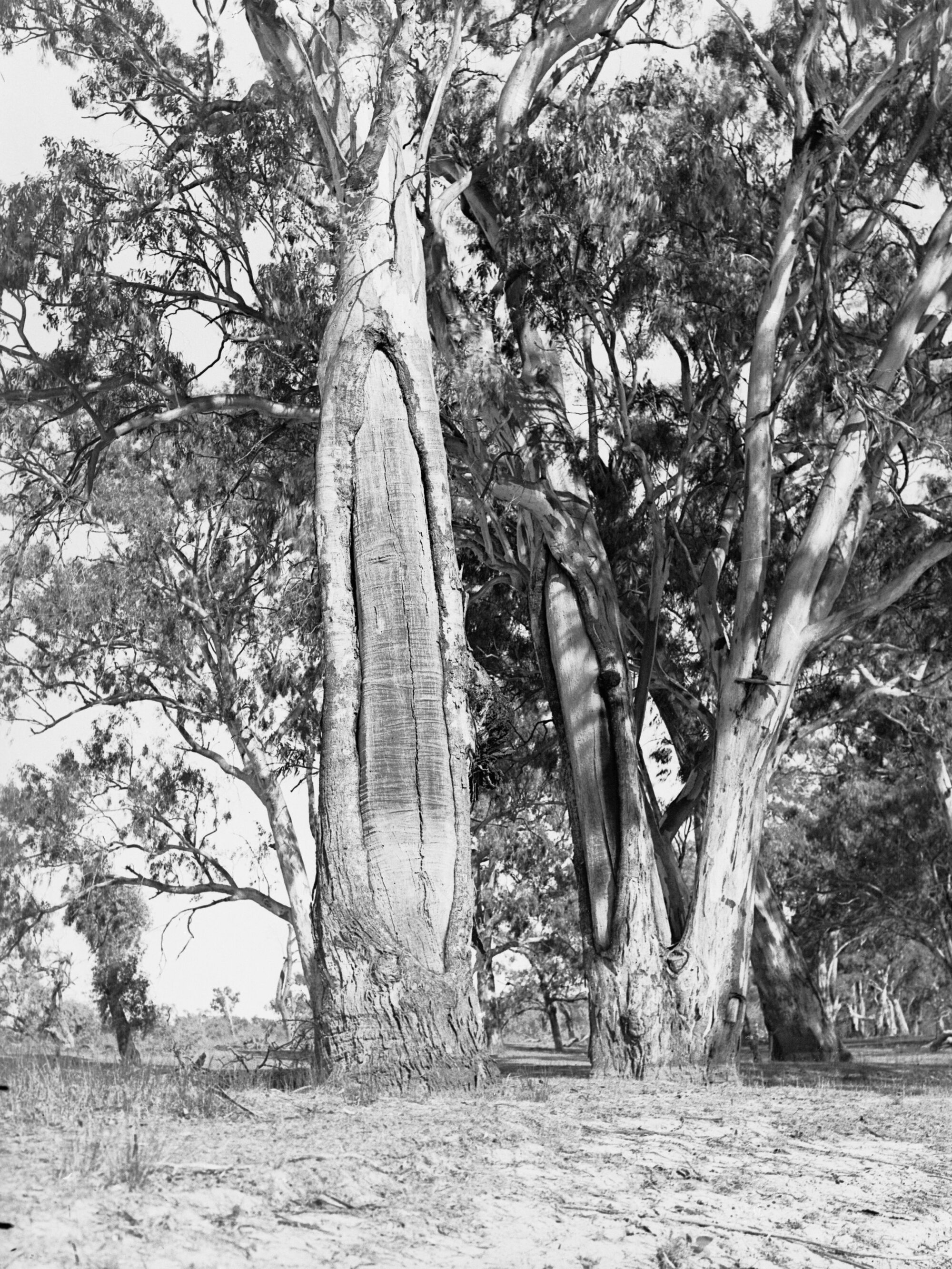 Trees at Waikerie