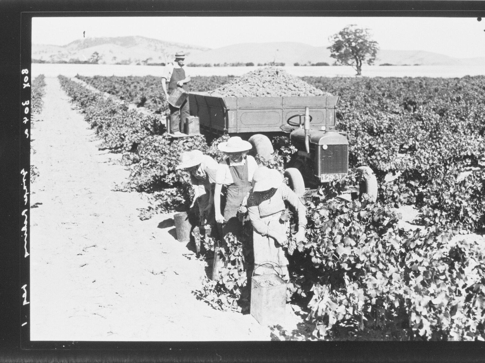 Grape picking - Barossa Valley