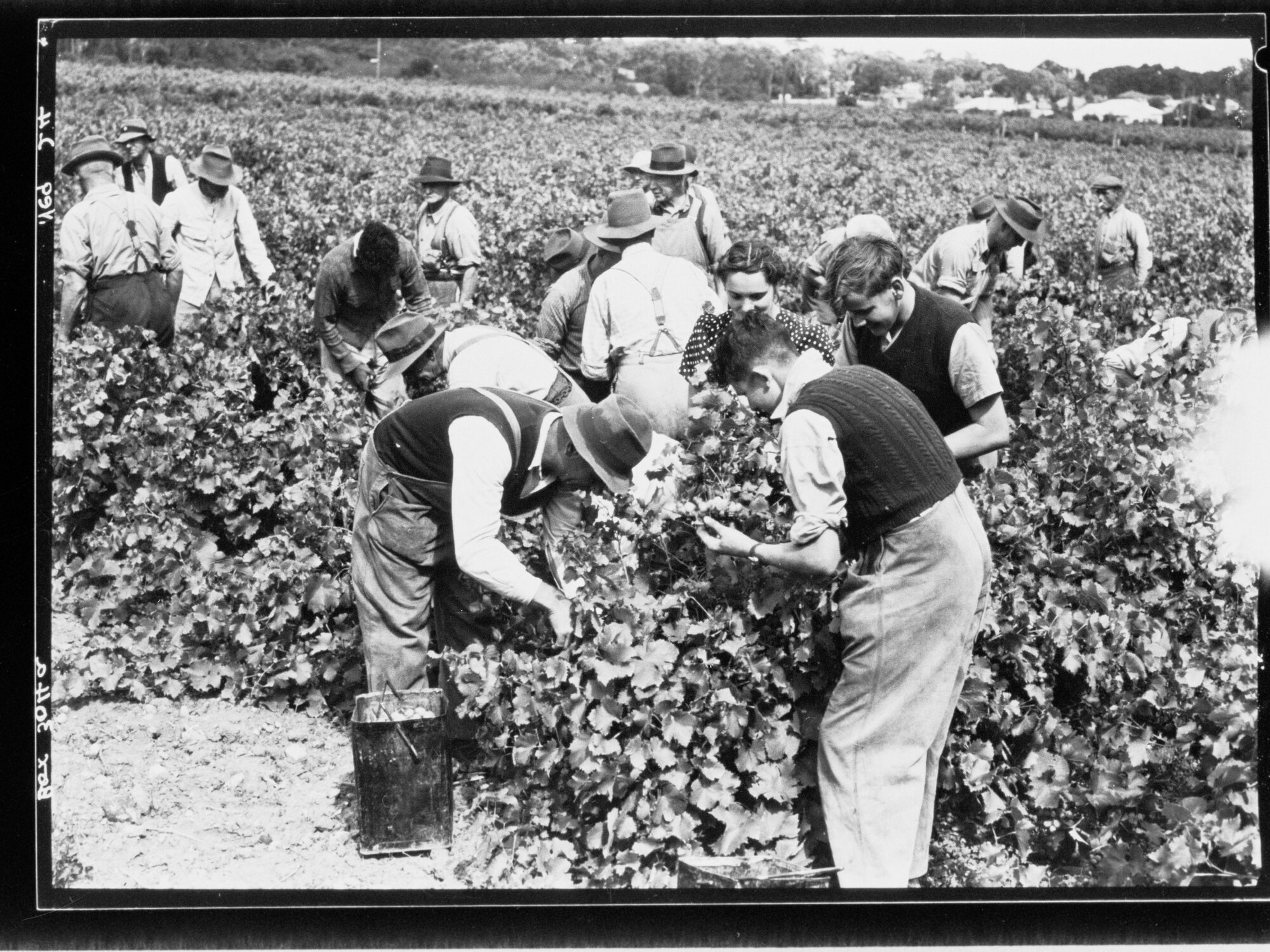 Grape picking - Penfolds