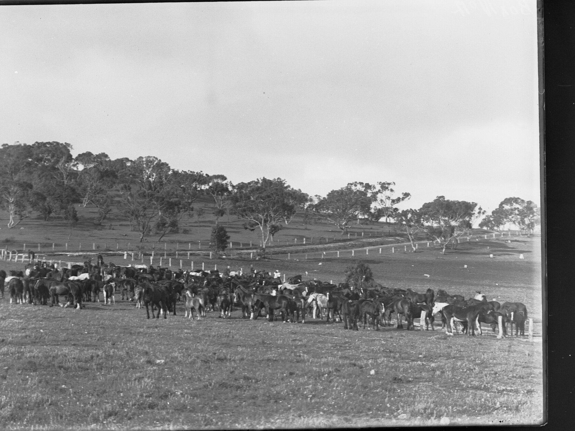 Mob of horses at Kapunda