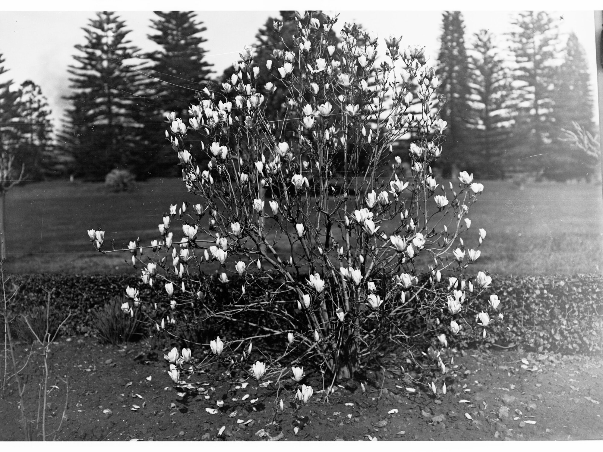 Botanic Gardens