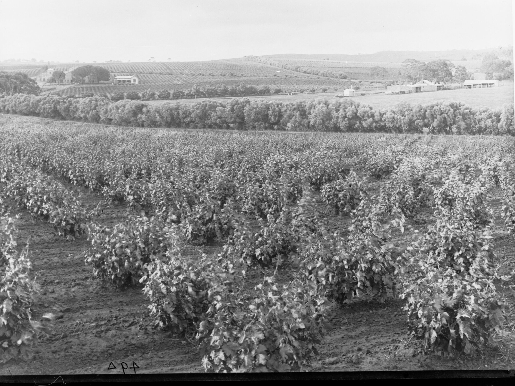 Grapevines Near Clare