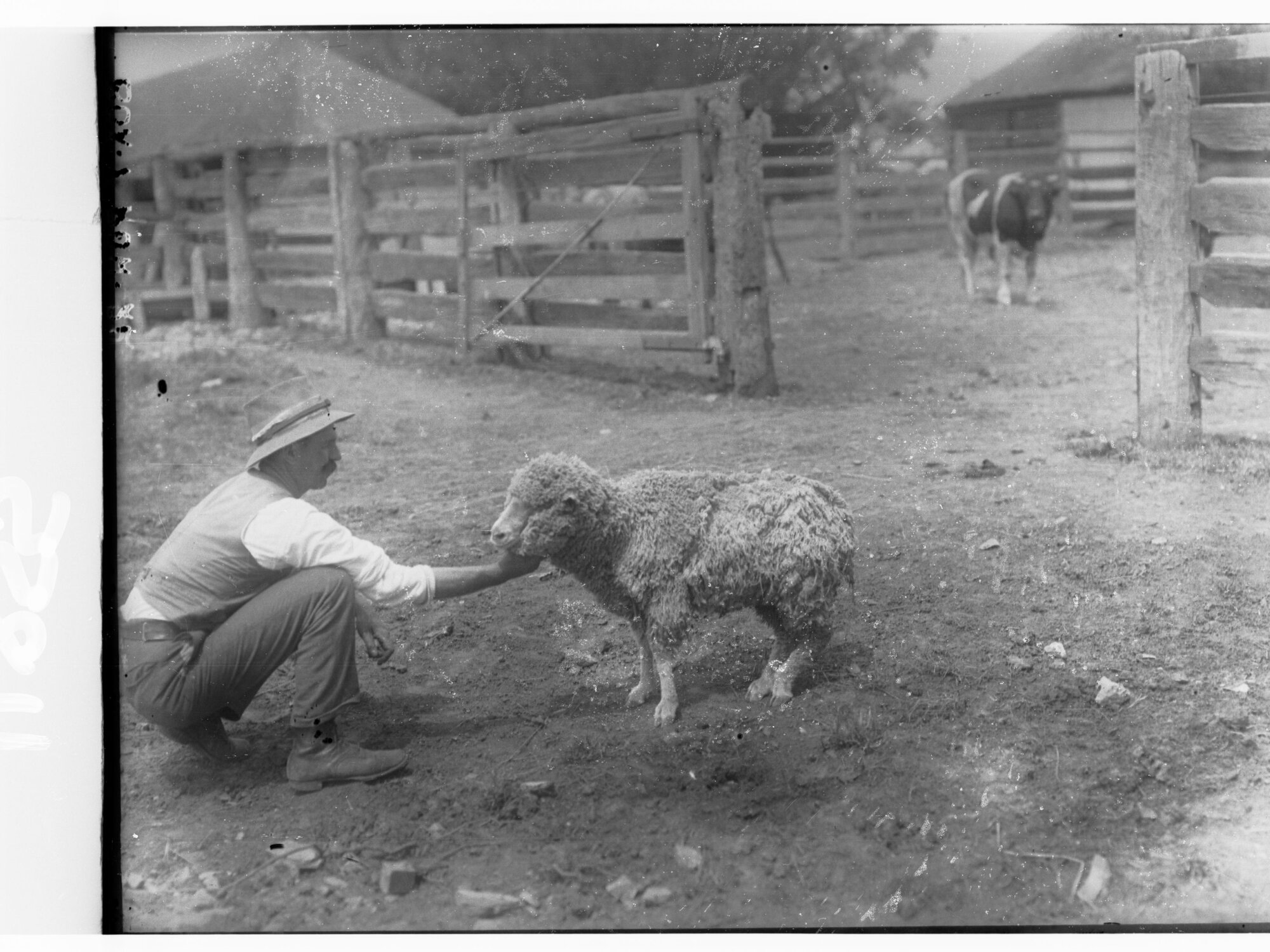 Sheep at level station