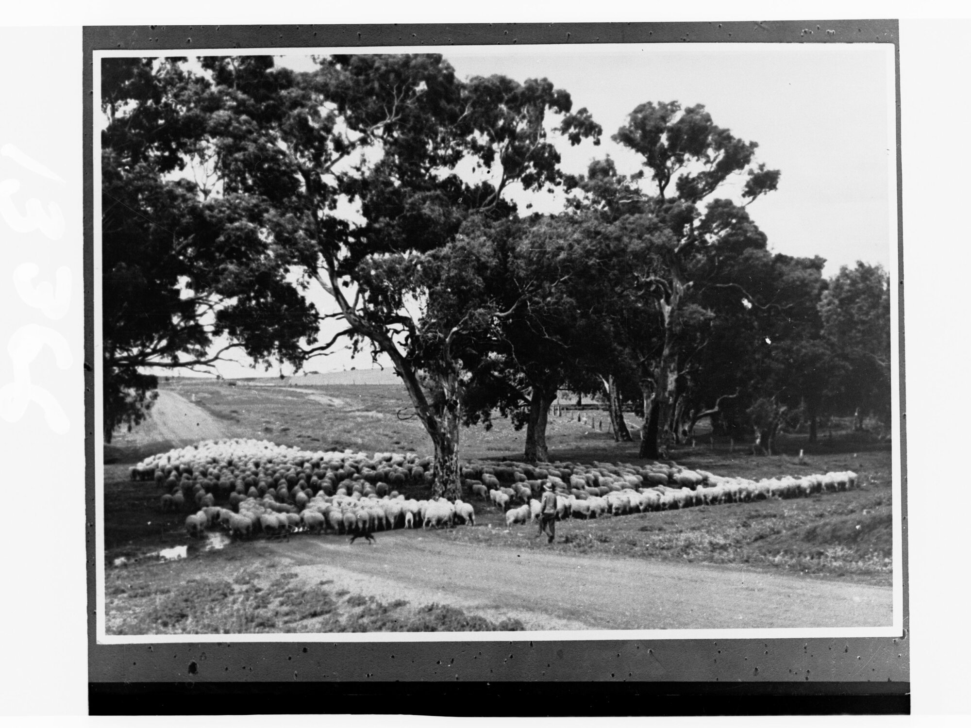Sheep on the move at Kangaroo Island