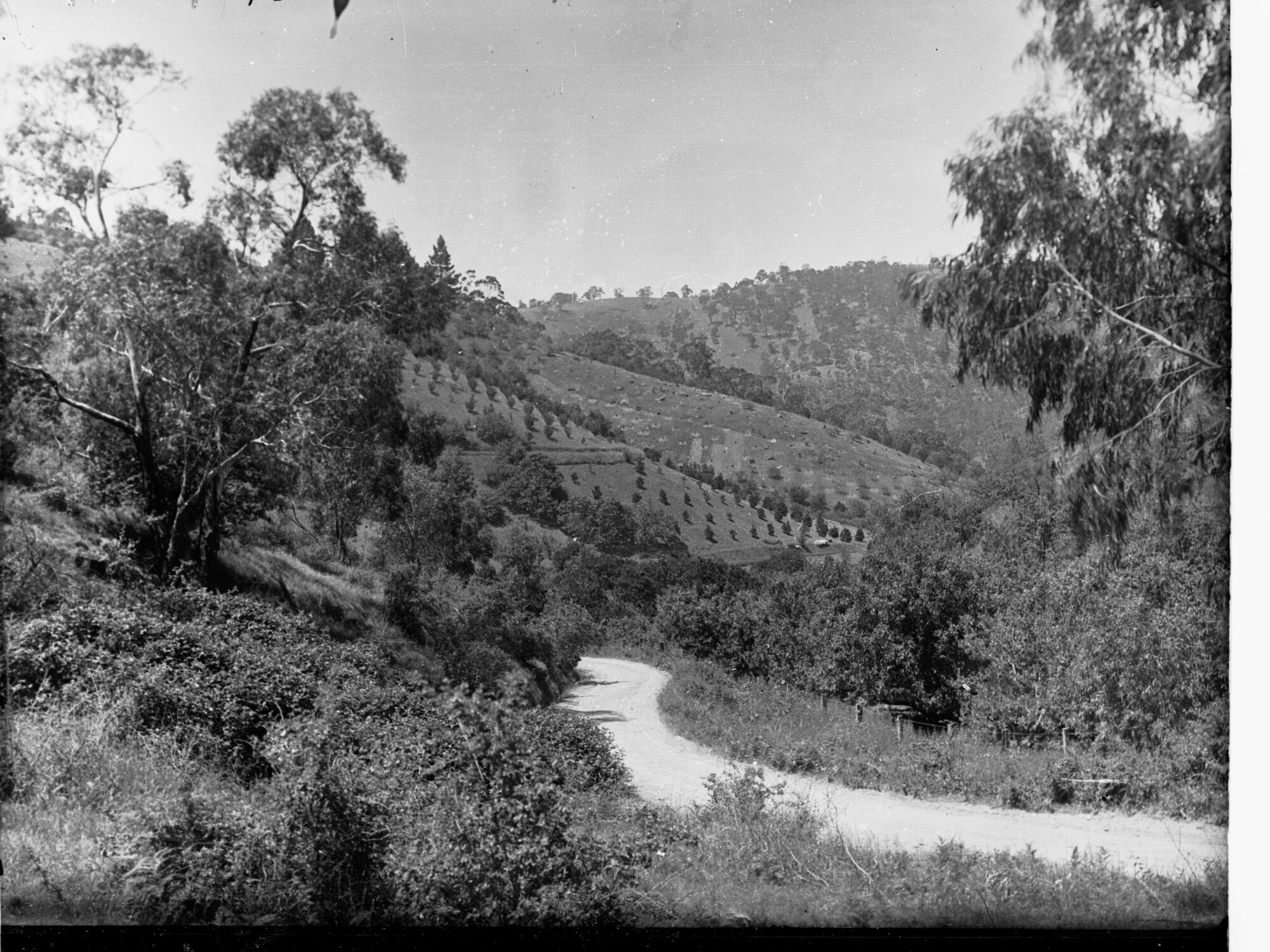 Corkscrew Road and Hills Showing Orchards Near Montacute