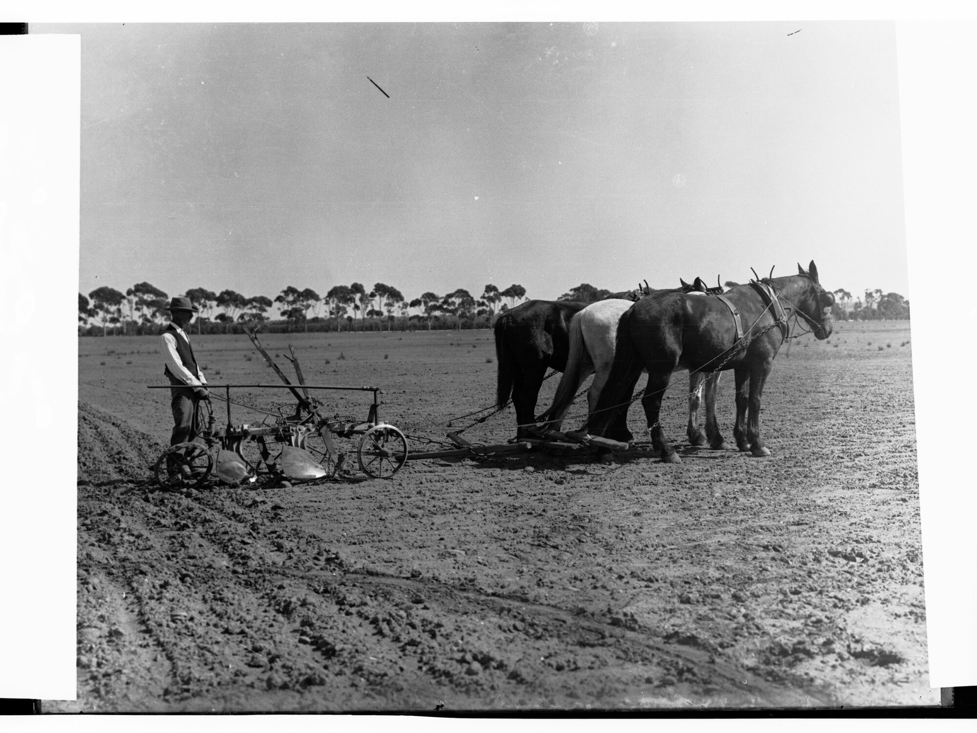 Man Ploughing on Farm South Road Near Adelaide
