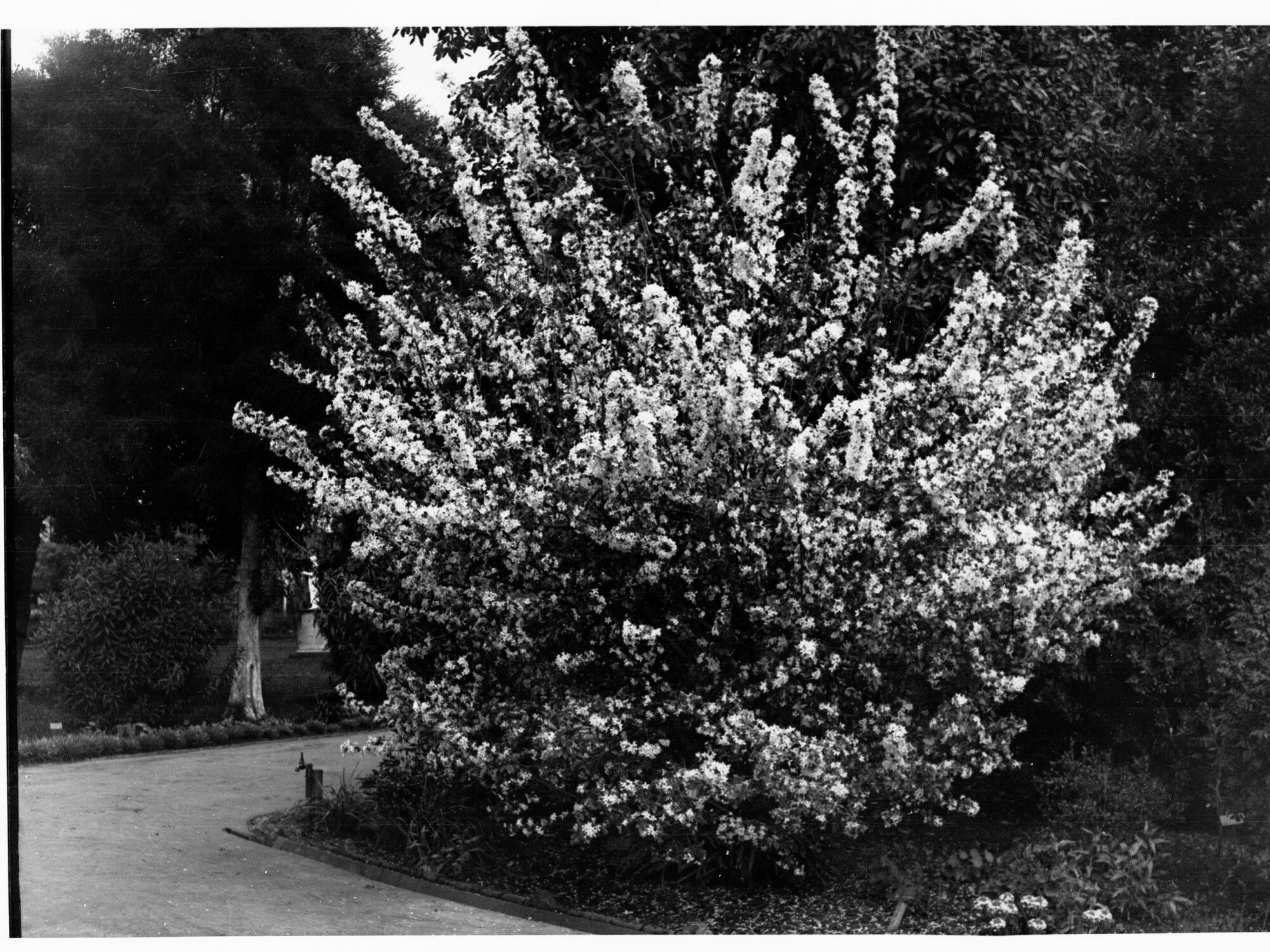 Crab Apple Tree at Botanic Gardens