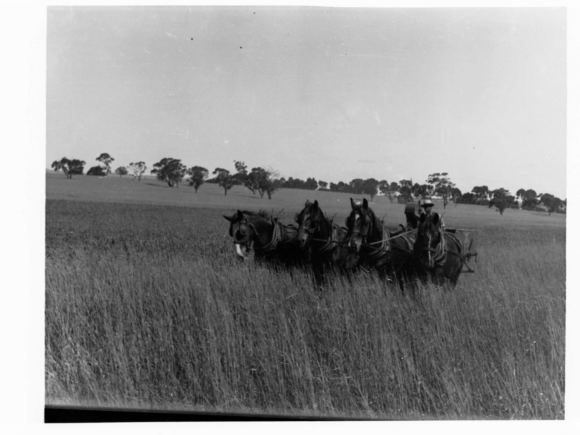 Turretfield, Government Stud Farm showing horse drawn harvester stripping wheat