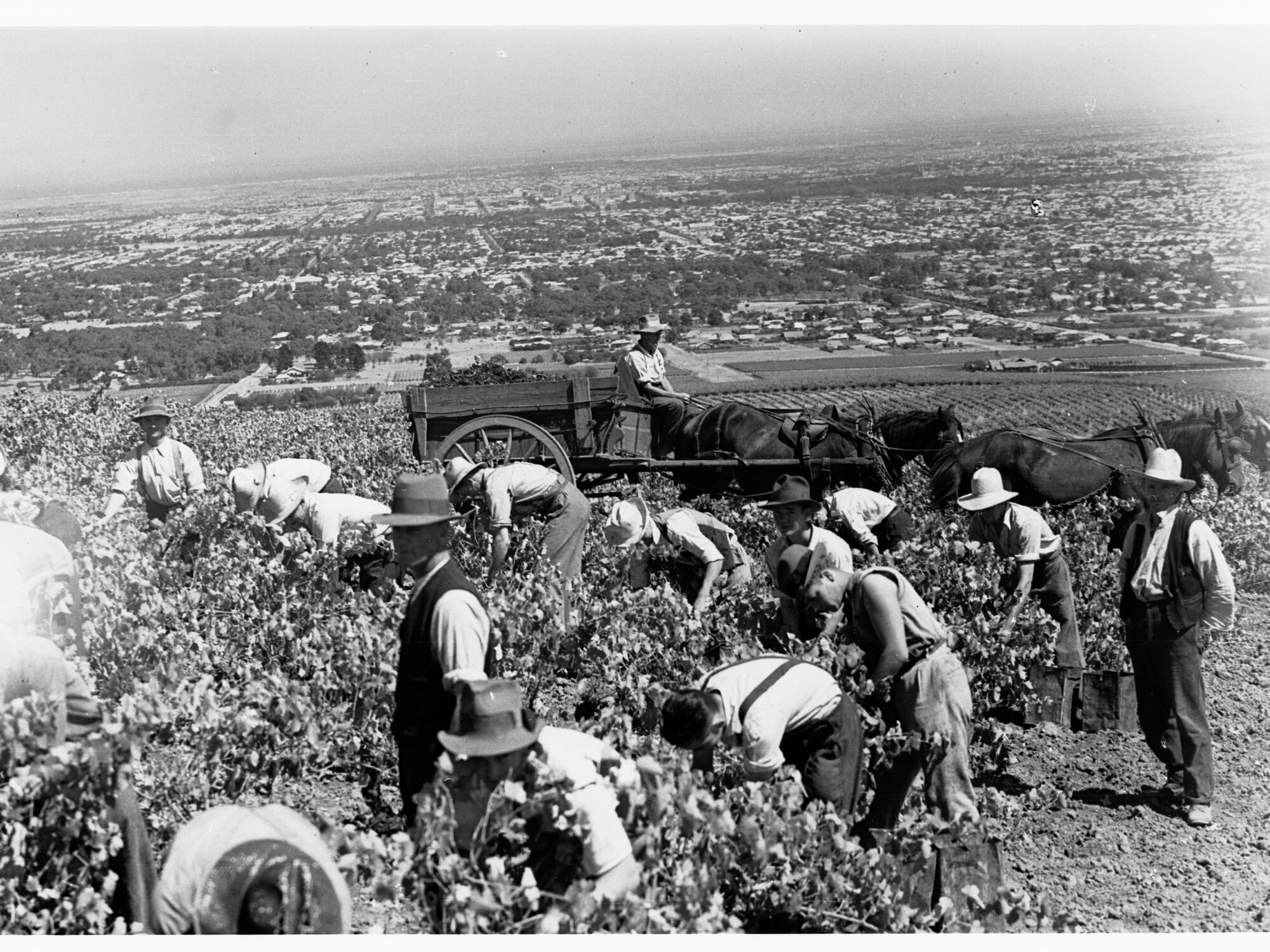 Picking grapes in the Adelaide foothills, South Australia
