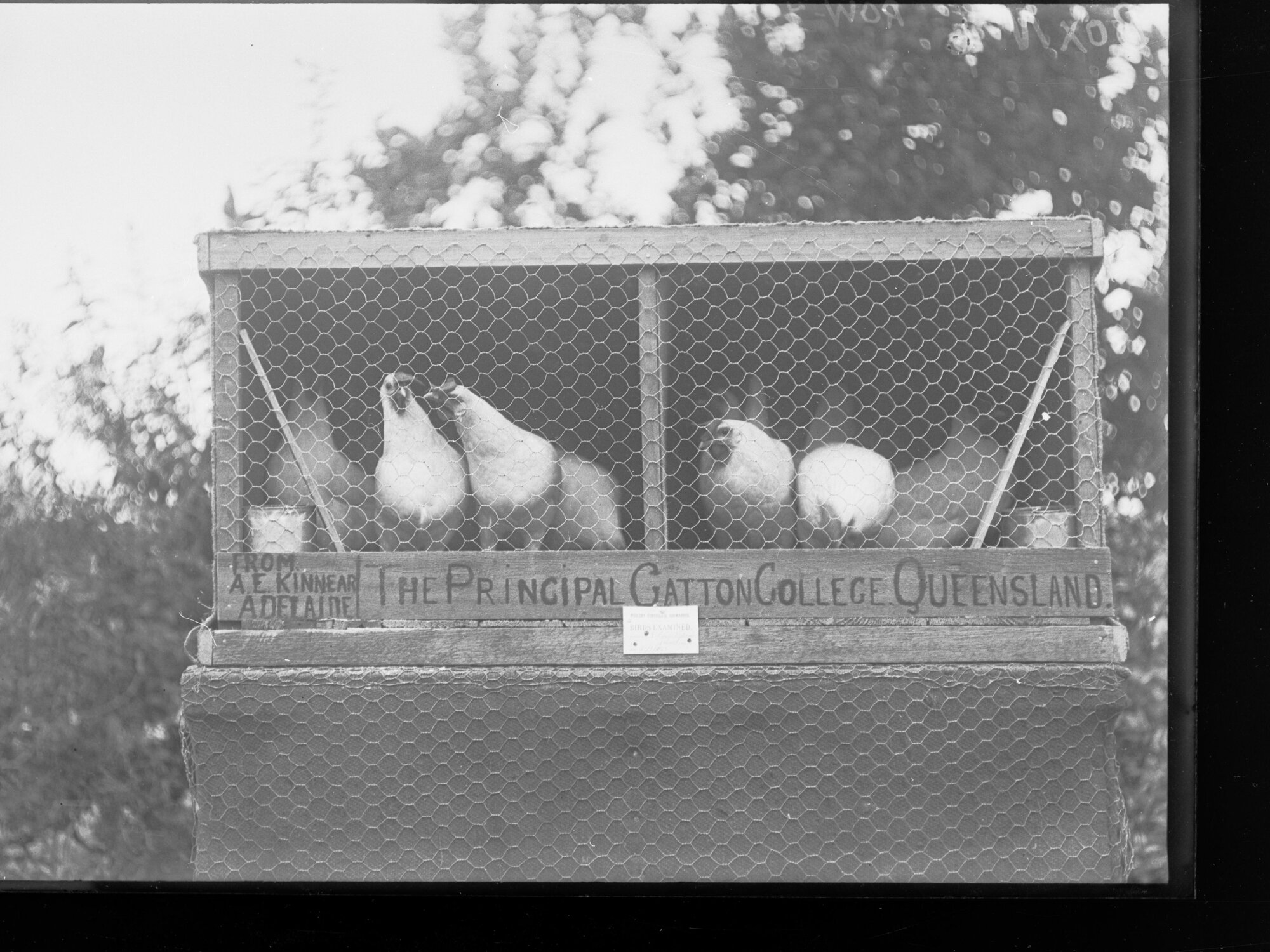 Chickens 