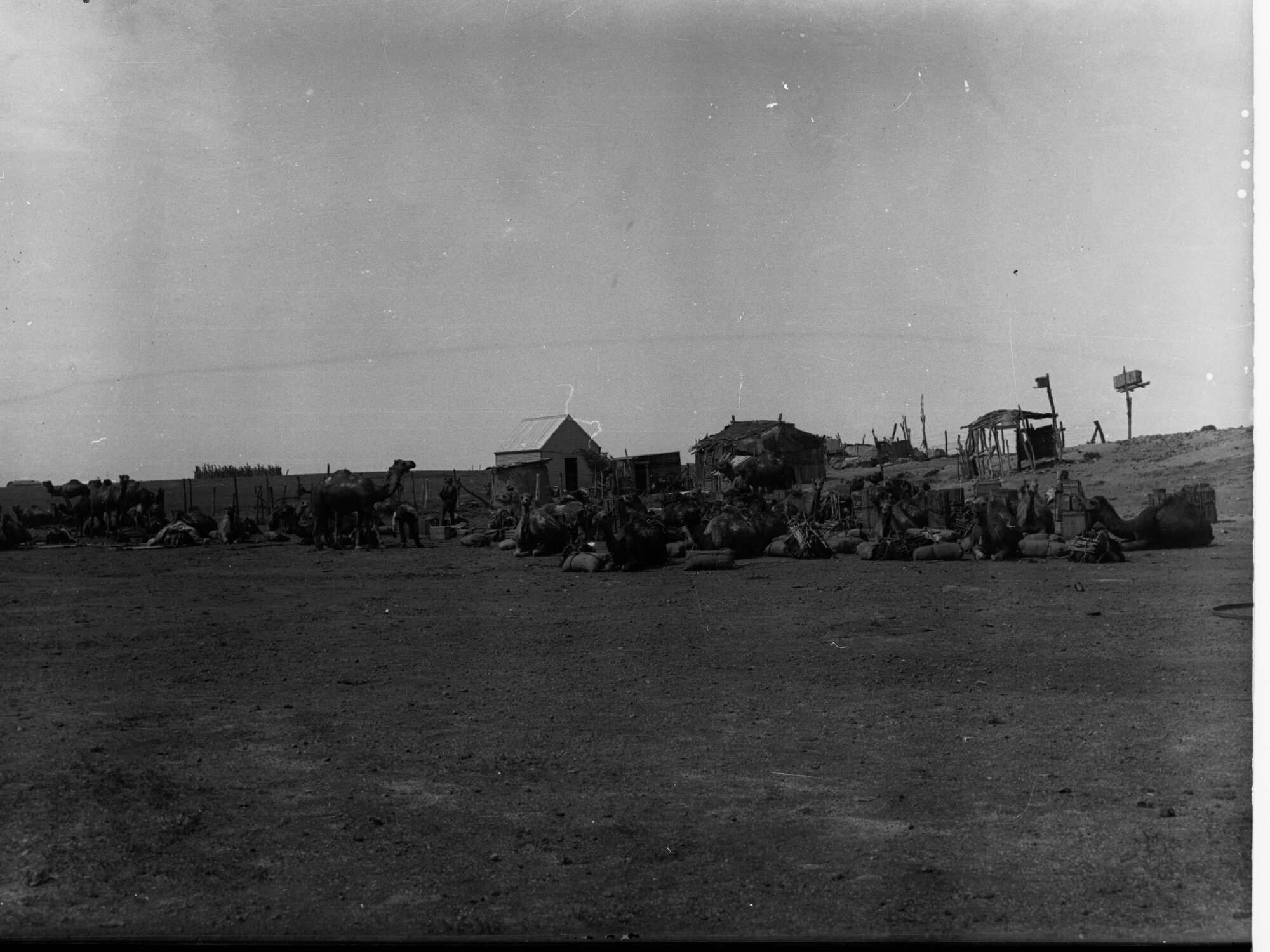 Camels Sitting on Ground at Oodnadatta