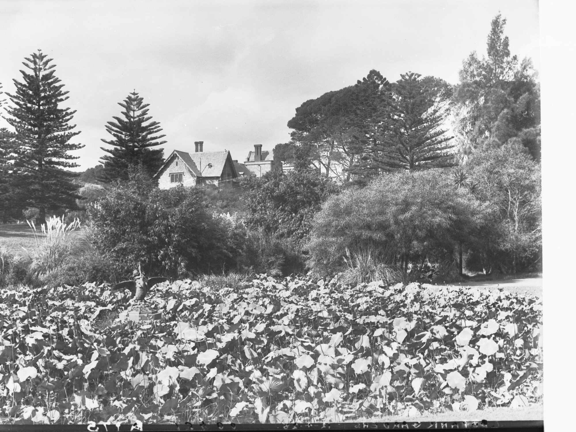 Botanic Gardens Adelaide