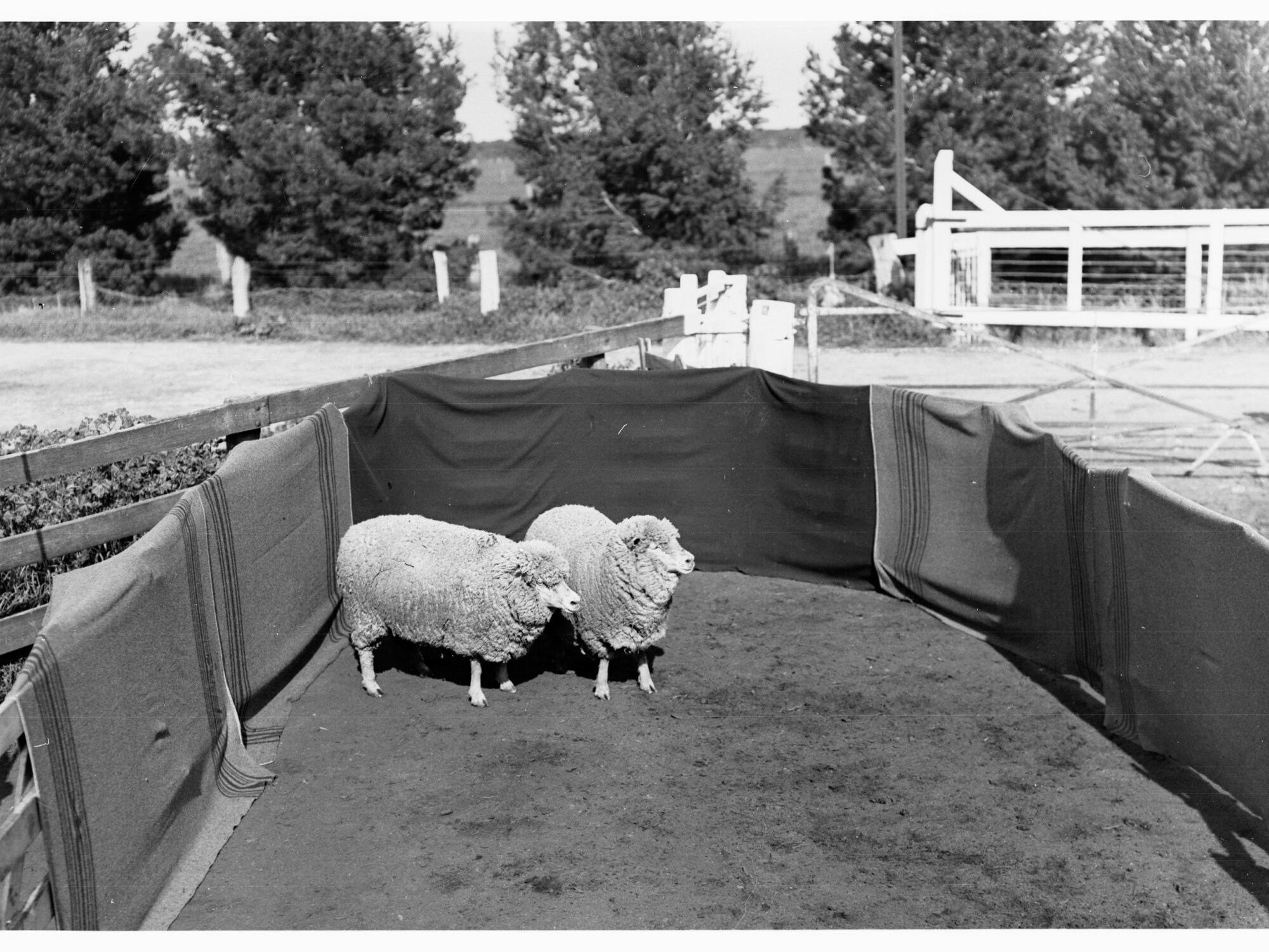 Sheep in a pen at Roseworthy