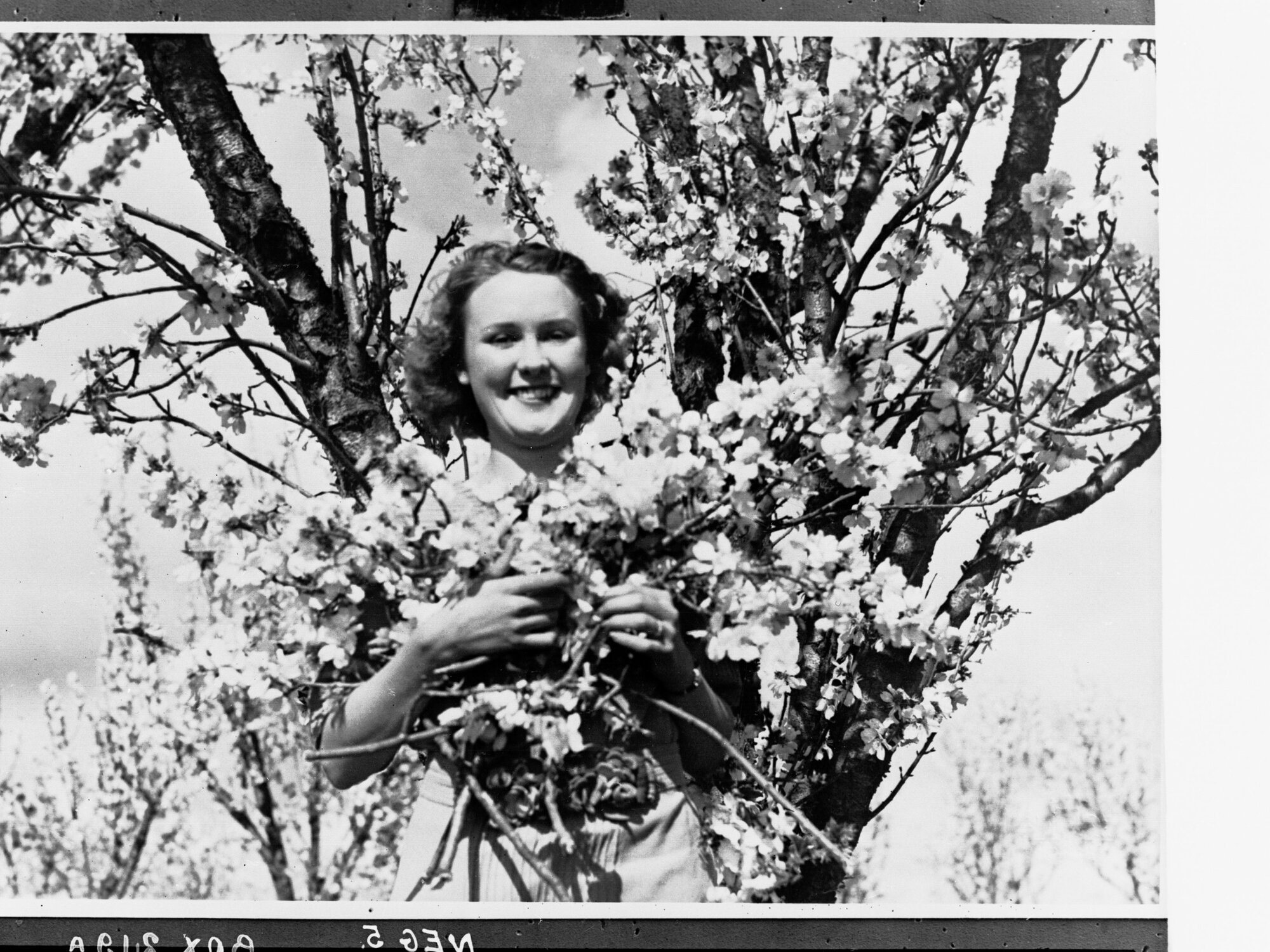 Almond Blossoms - Showing Woman Amongst Almond Blossoms