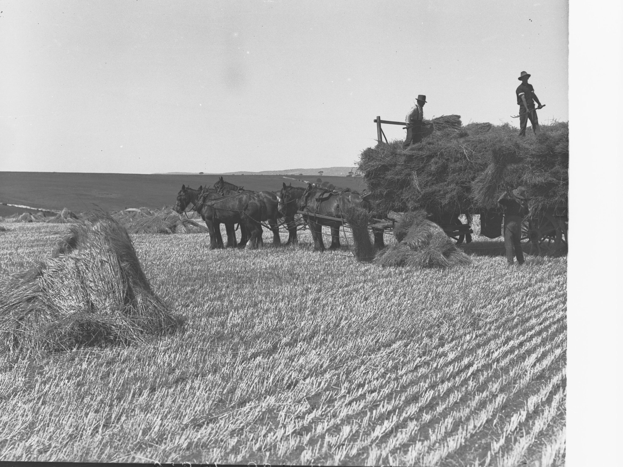 Loading Hay Wagon at Aldinga