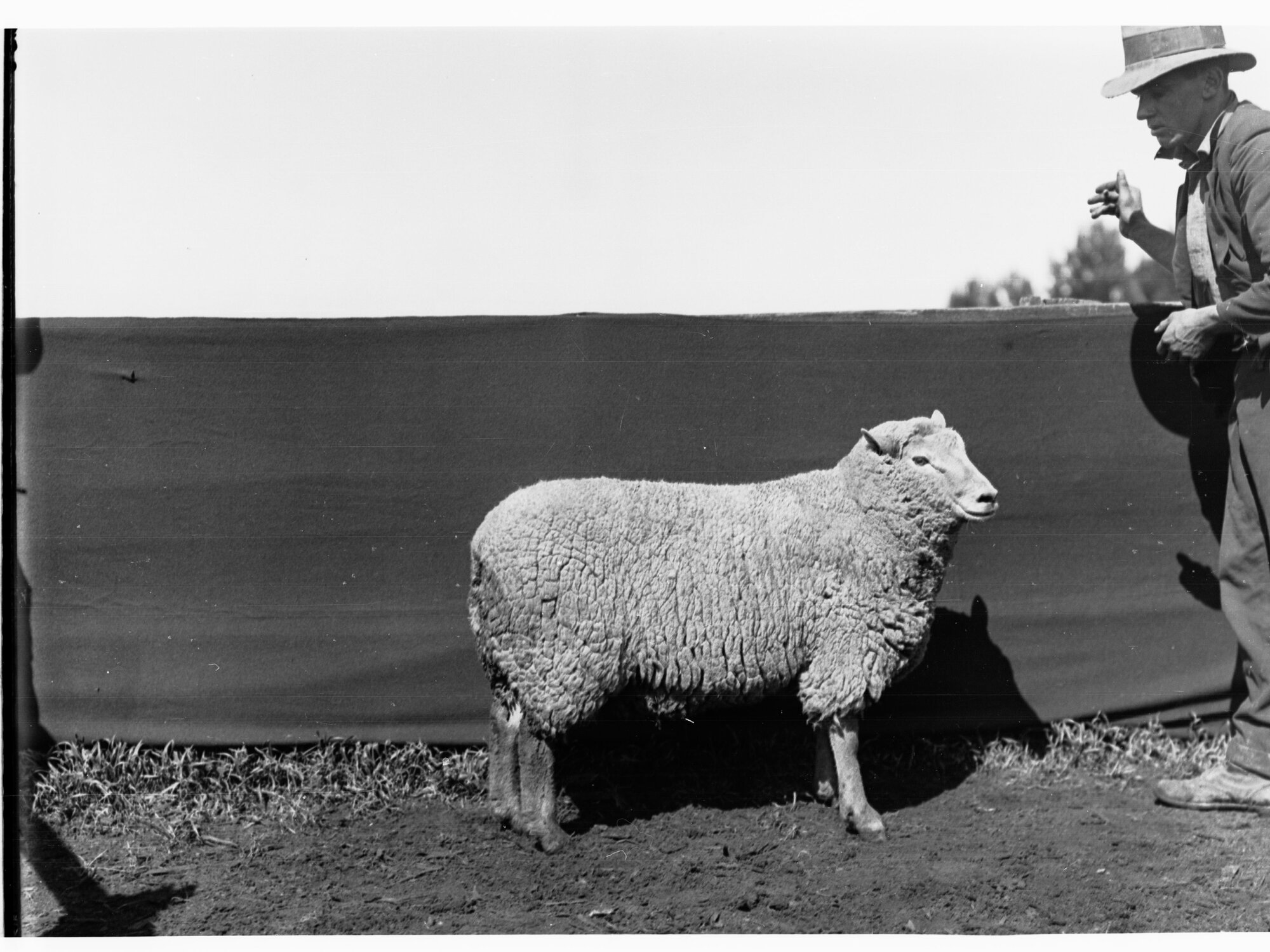 Sheep at Roseworthy