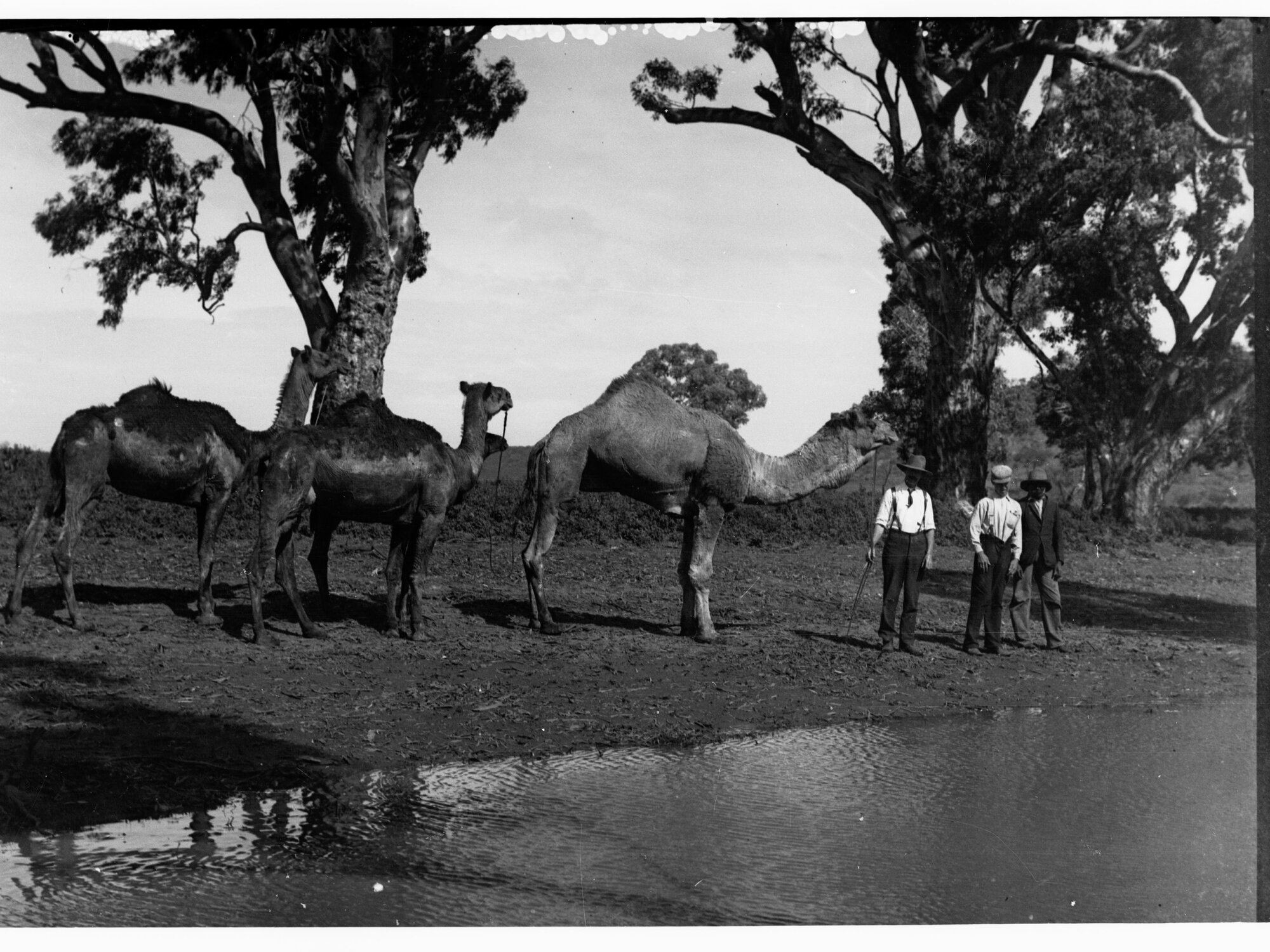 Camels by a lake