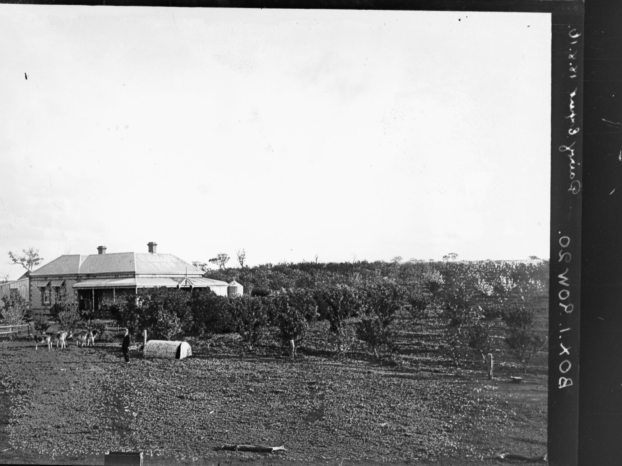 Homestead and surrounds at J M Hudd's farm, Bletchley, near Strathalbyn