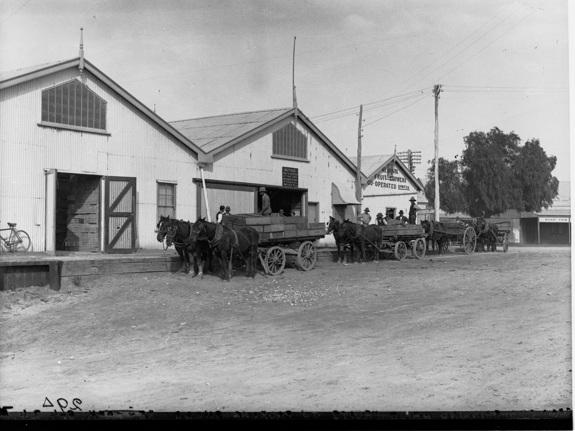 Growers Bringing Dried Fruits to Packing Sheds Renmark Fruit Growers Co Op Ltd