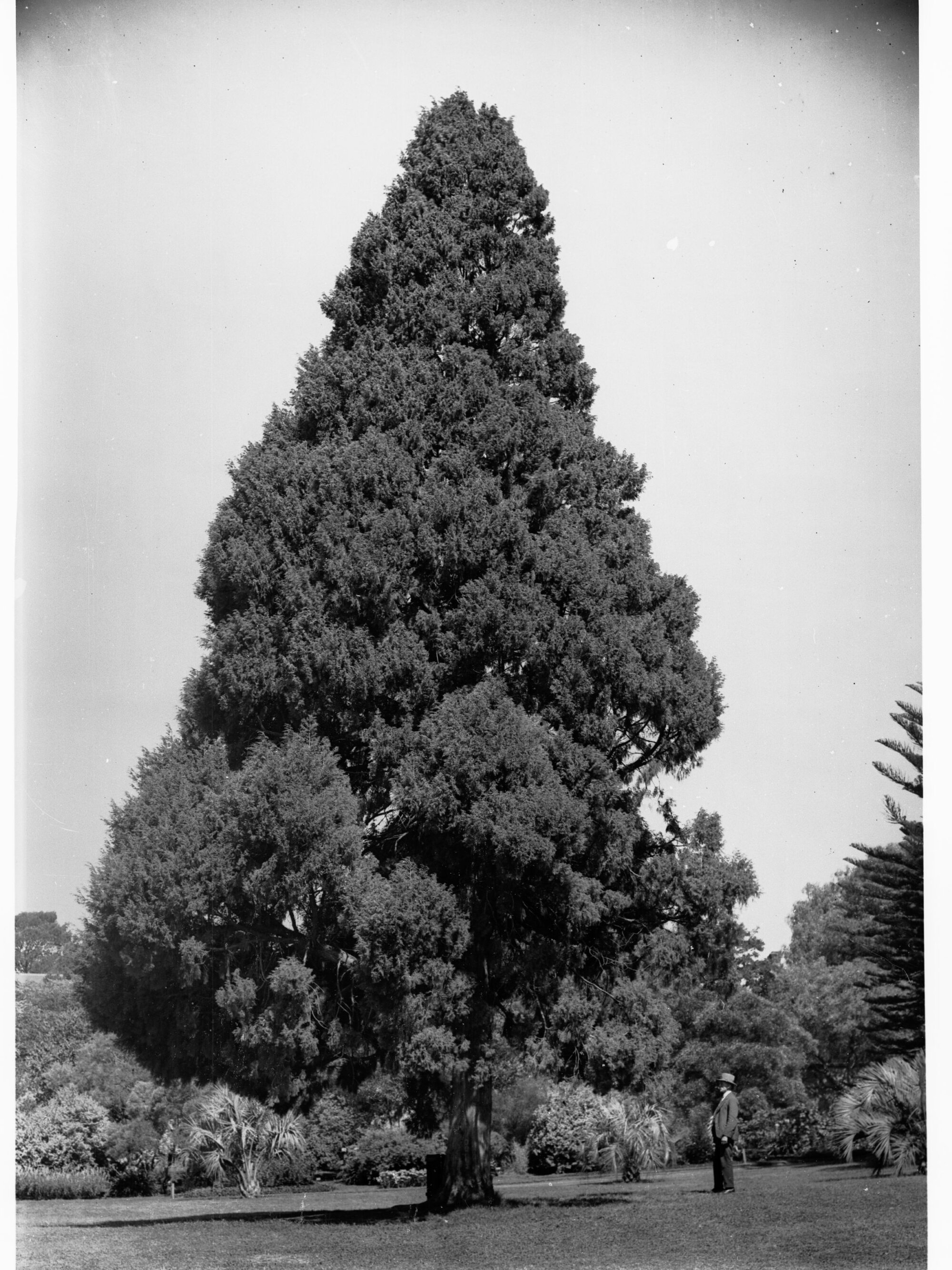 Cupressus Torulosa, Botanic Gardens