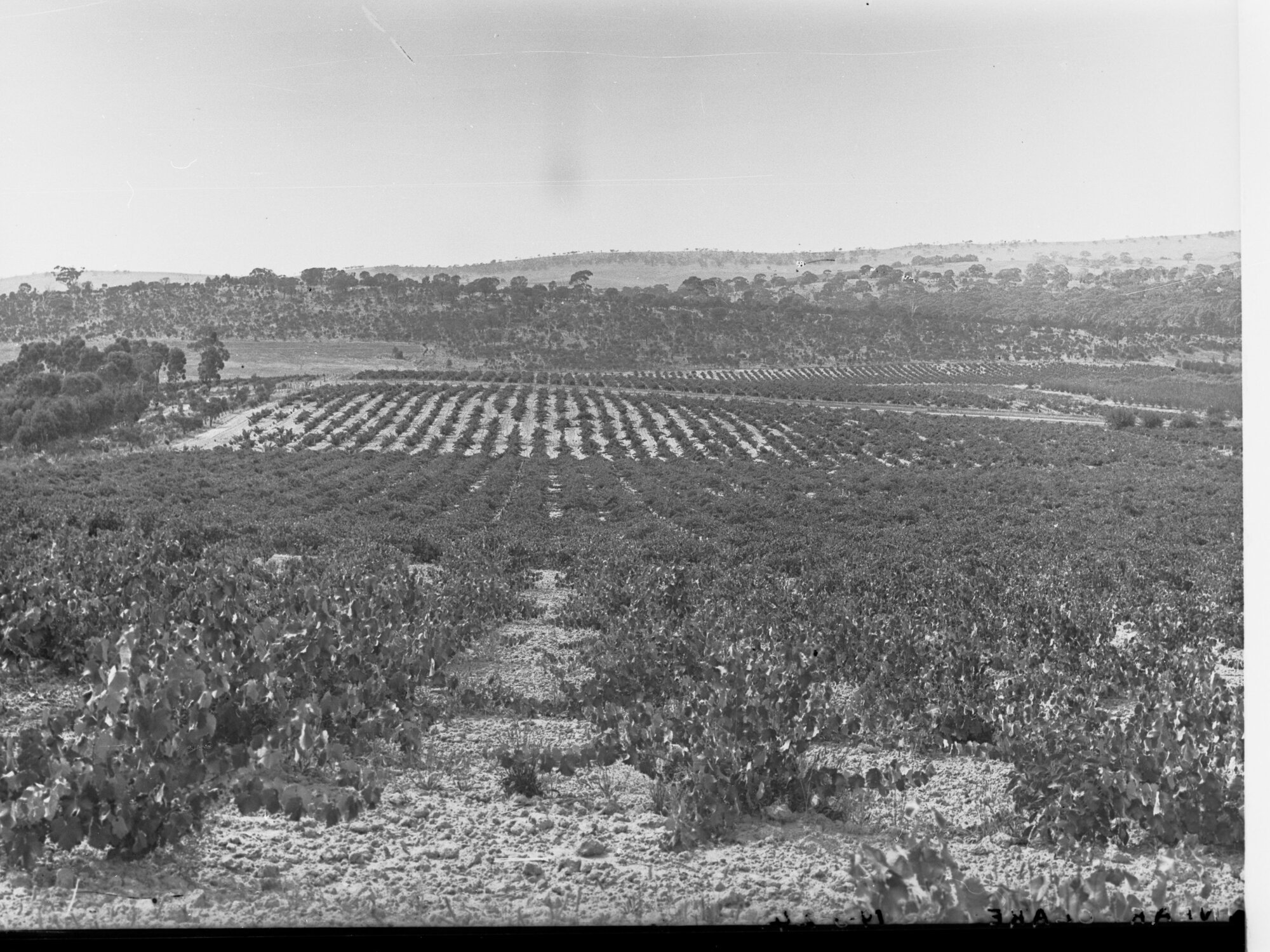 Vineyards Near Clare