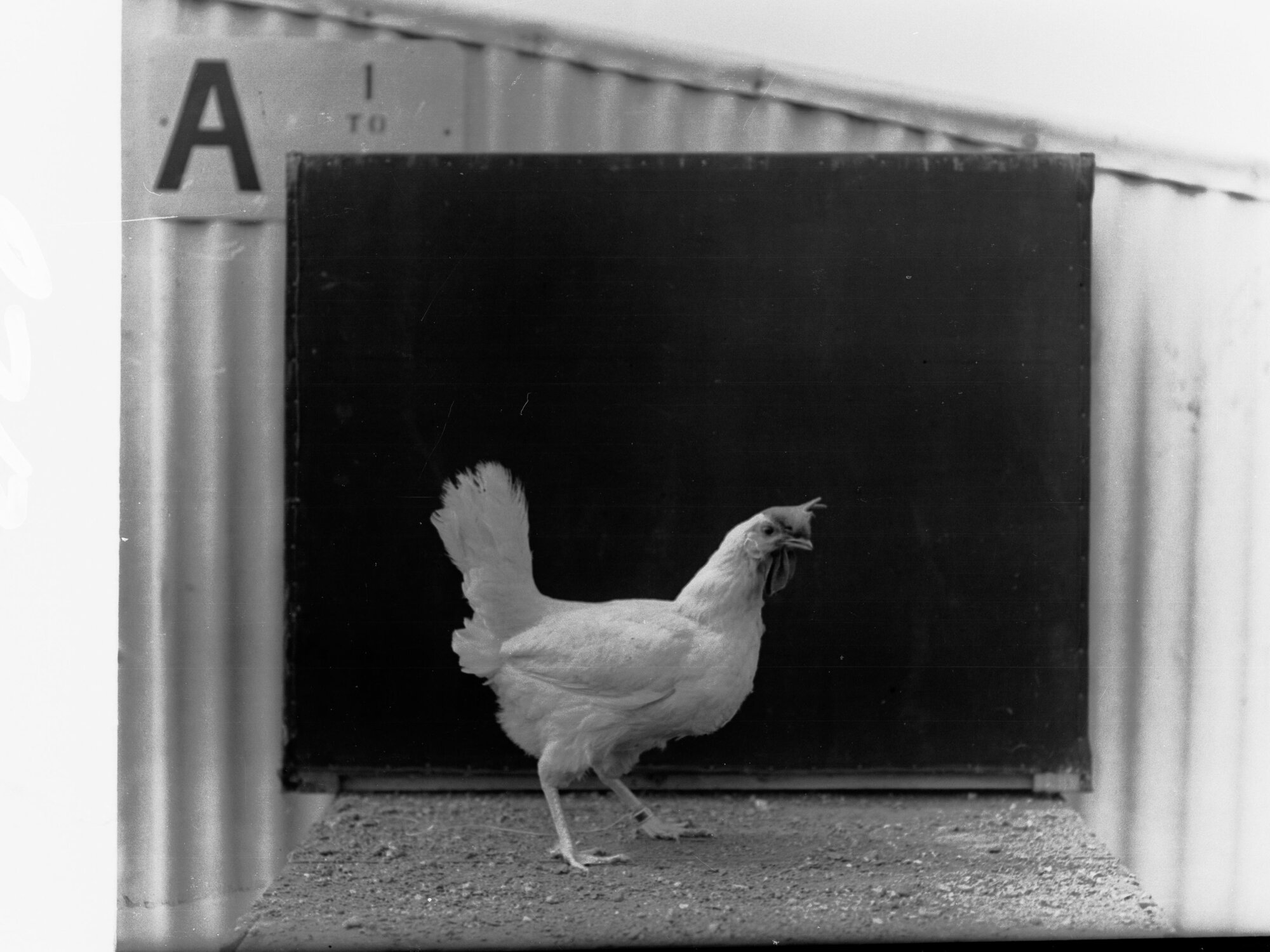 Hen at Parafield Poultry Farm