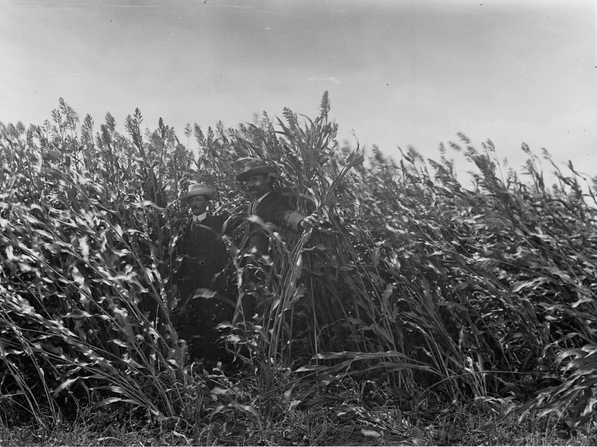 Two men standing amongst a field of crops