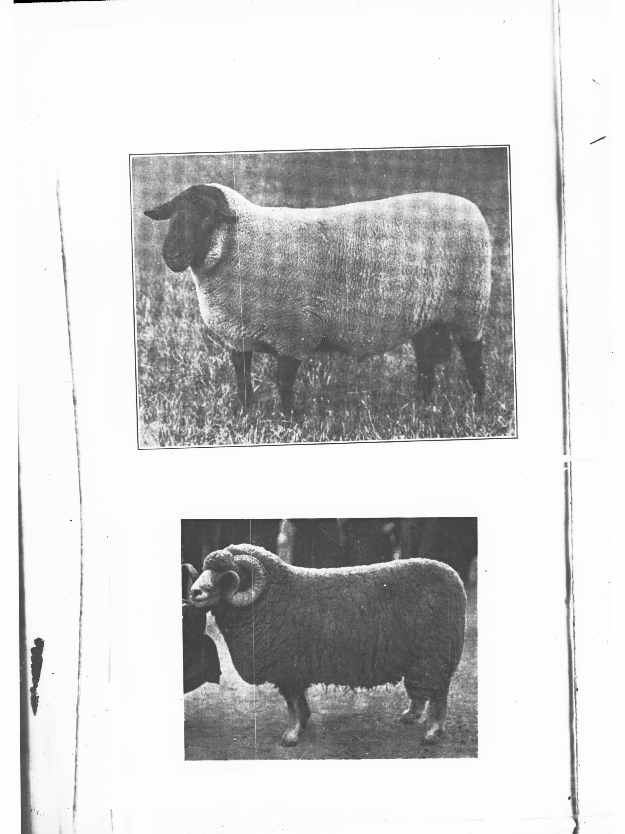 Picture of Two Rams