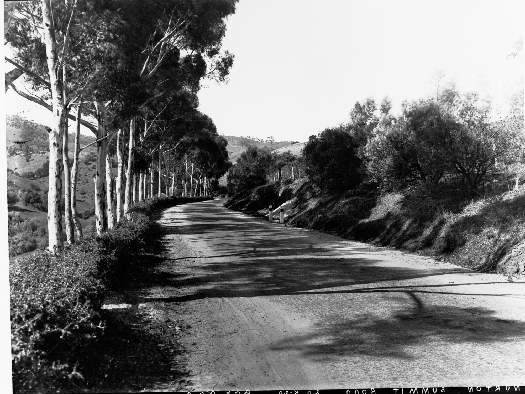 Sugar gums by Norton Summit Road, Woodforde