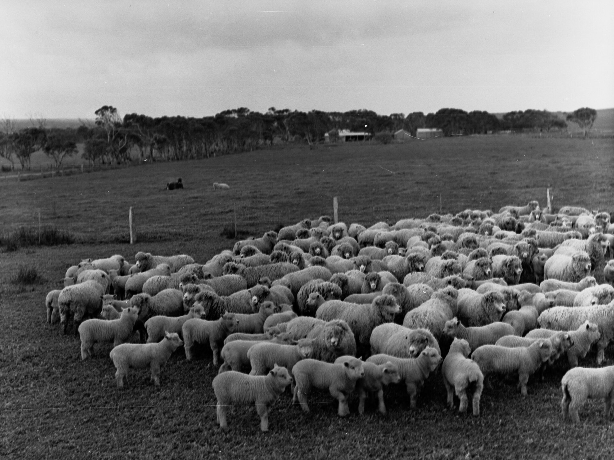 Sheep at Roseworthy Agricultural College