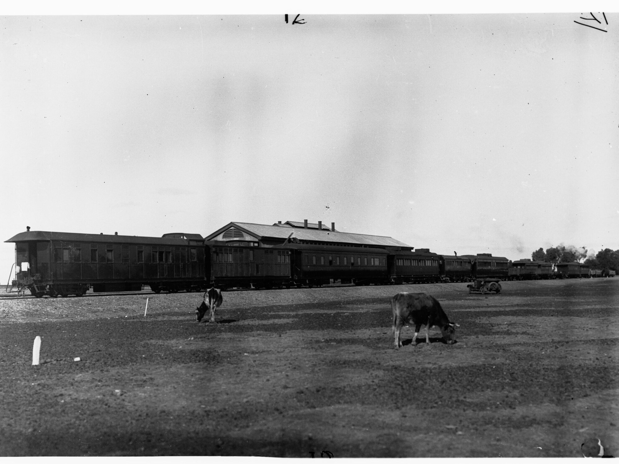 Railway Carriage showing cows grazing
