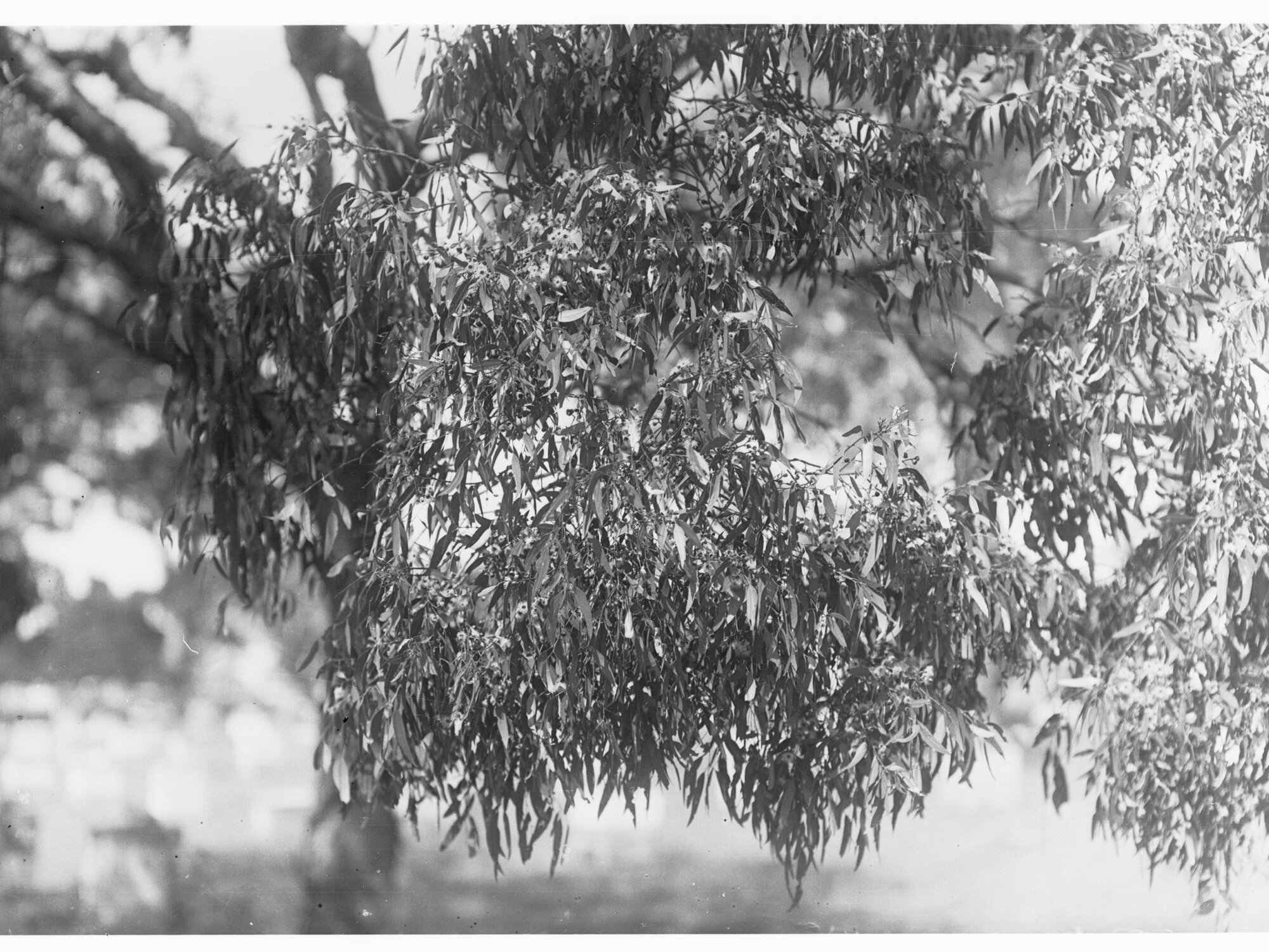 Branch of Red Gum Tree in Bloom