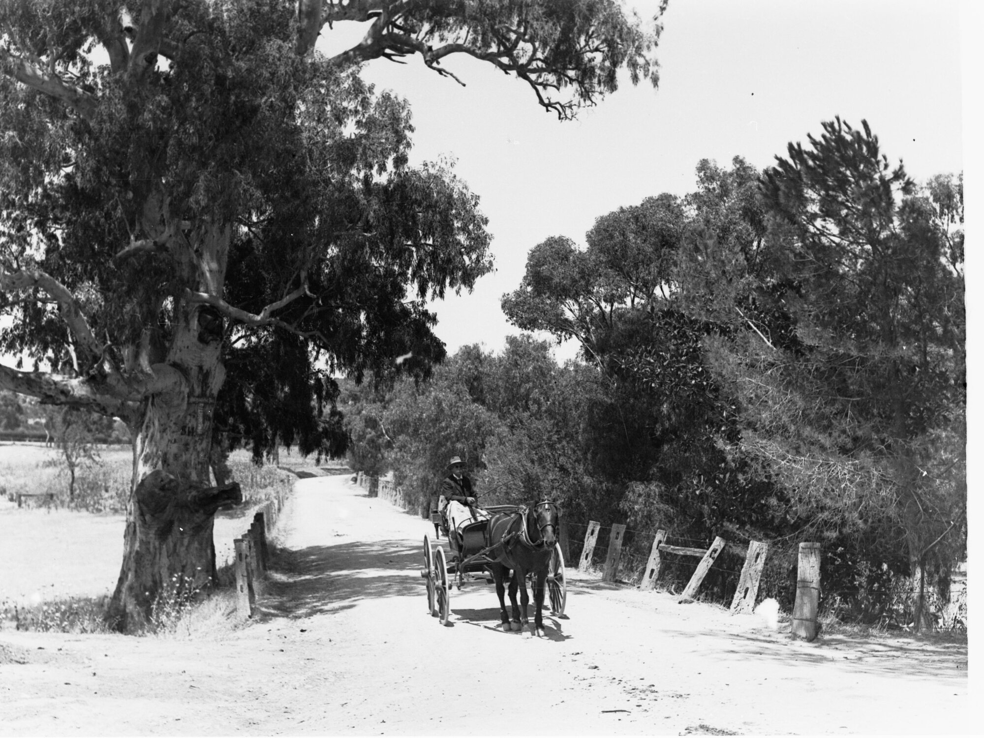 Horse and carriage on road near Mitcham