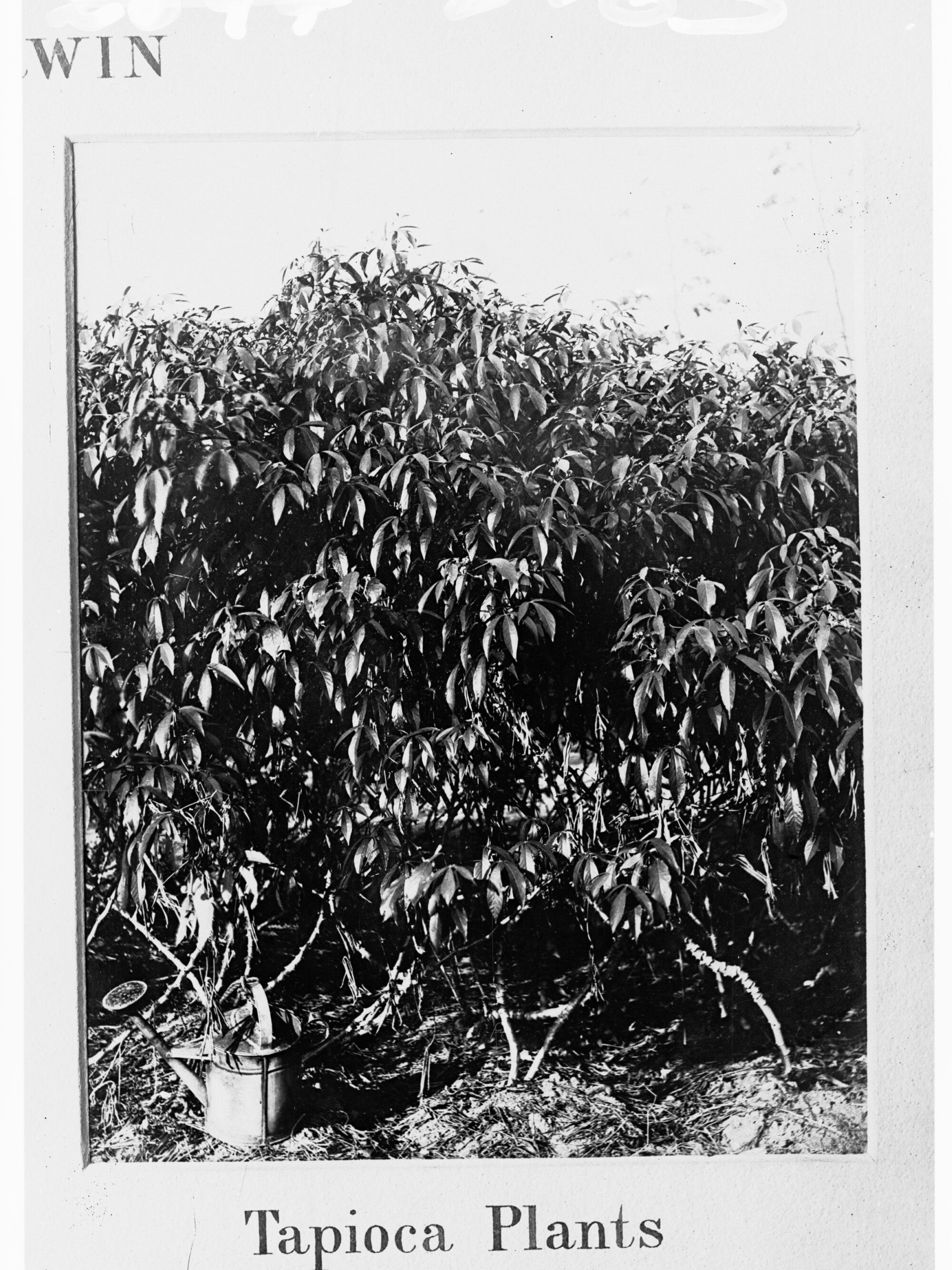 Tapioca Plants, Botanic Gardens, Darwin, Northern Territory | History Trust