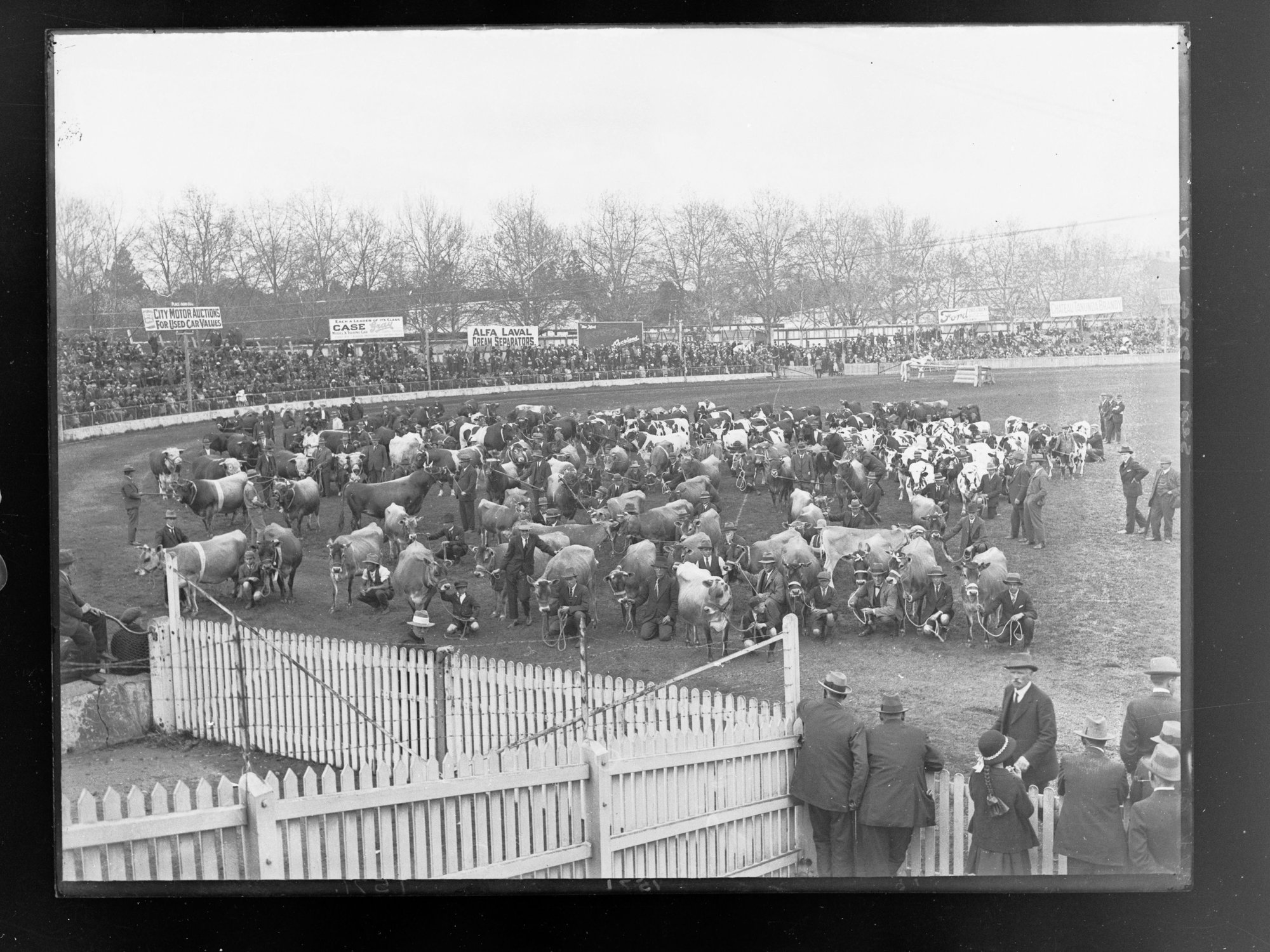 Cattle on display at Royal Adelaide Show