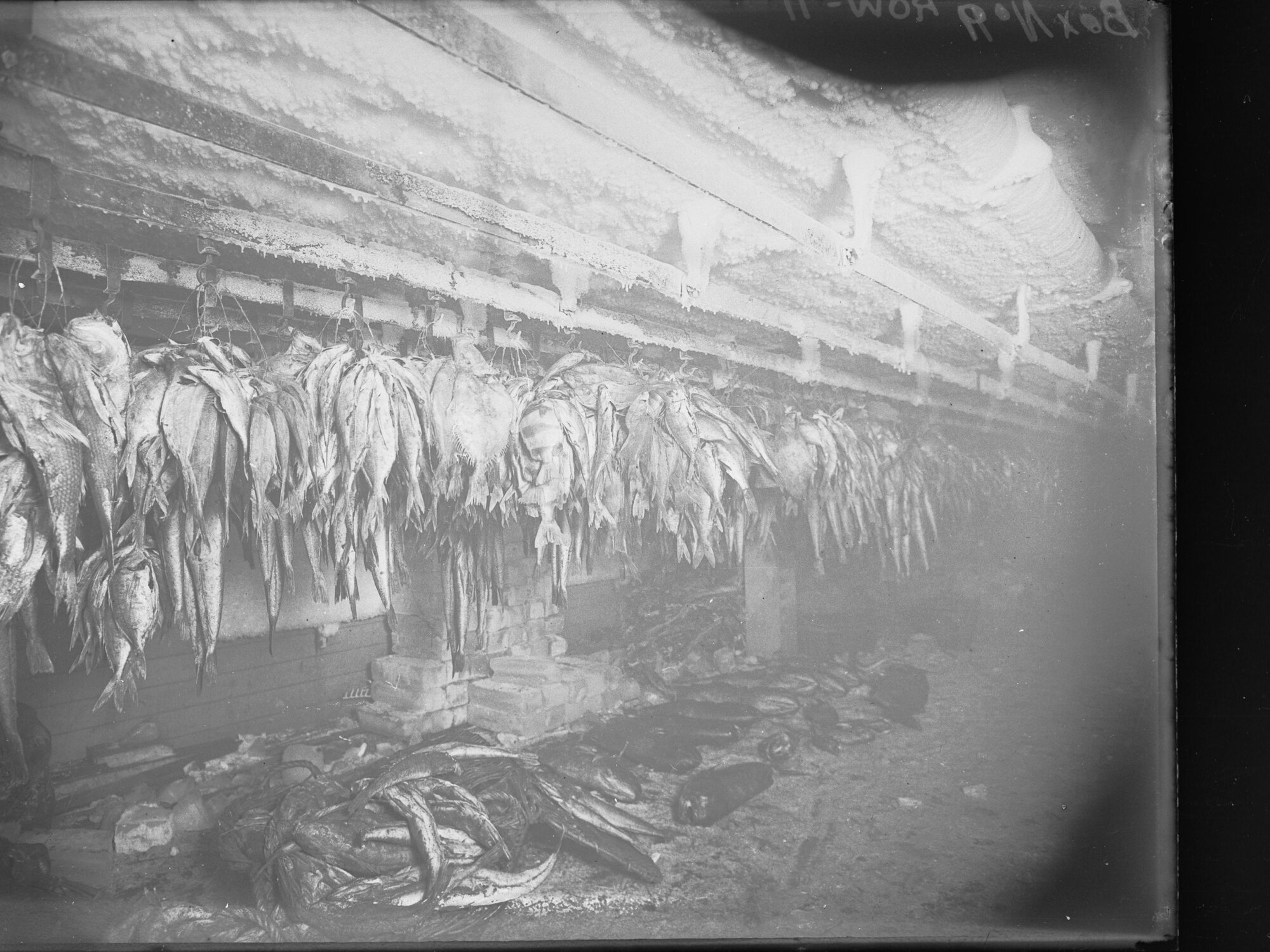 Picture of fish at Port Adelaide Exports