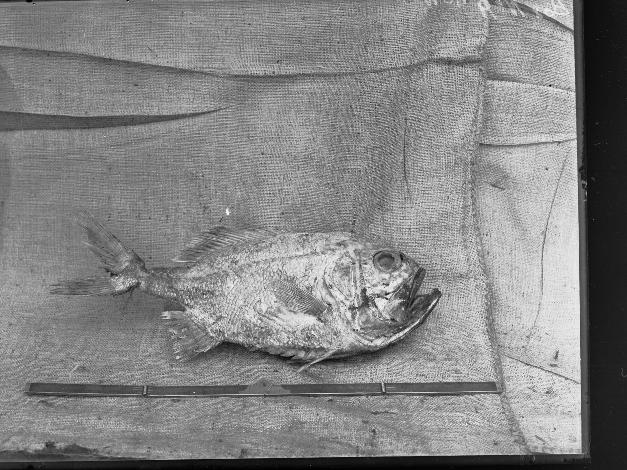 One single fish at Port Adelaide Exports