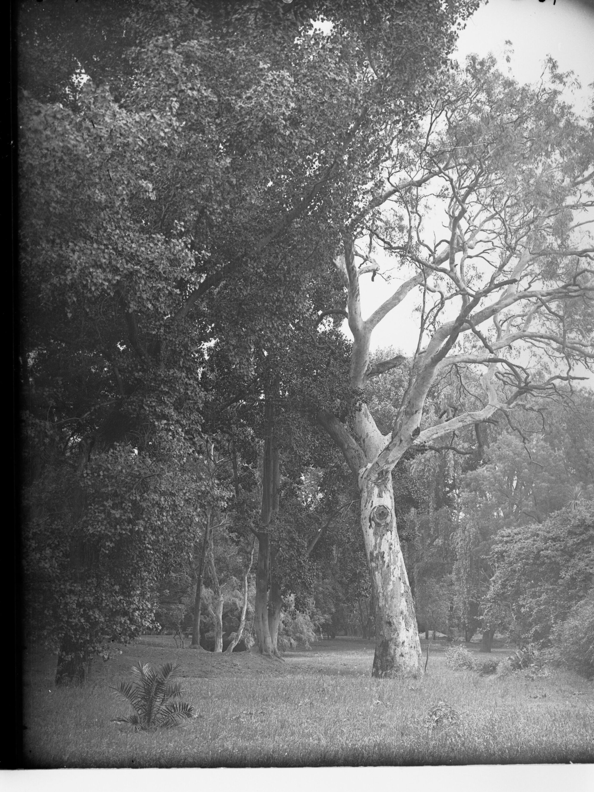 Botanic Gardens