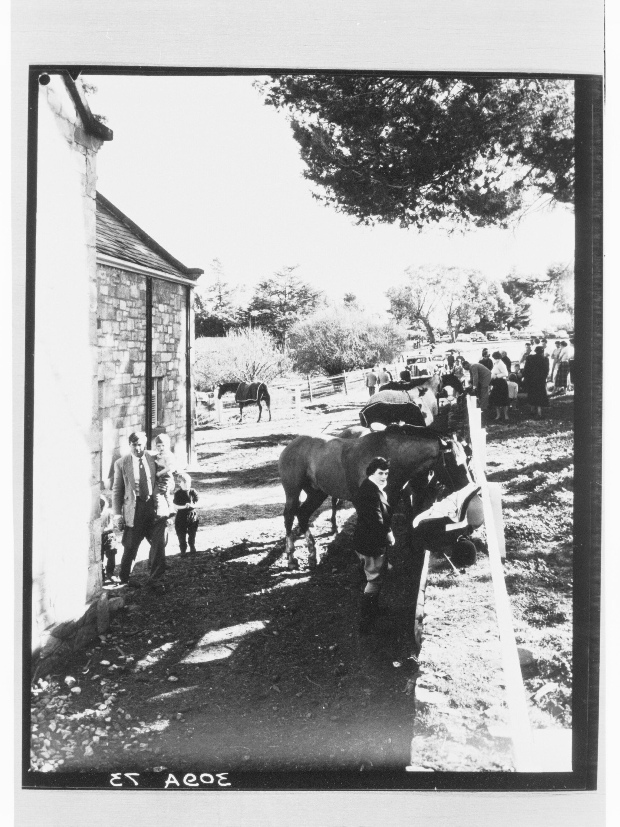 Horse competition - horses in yard