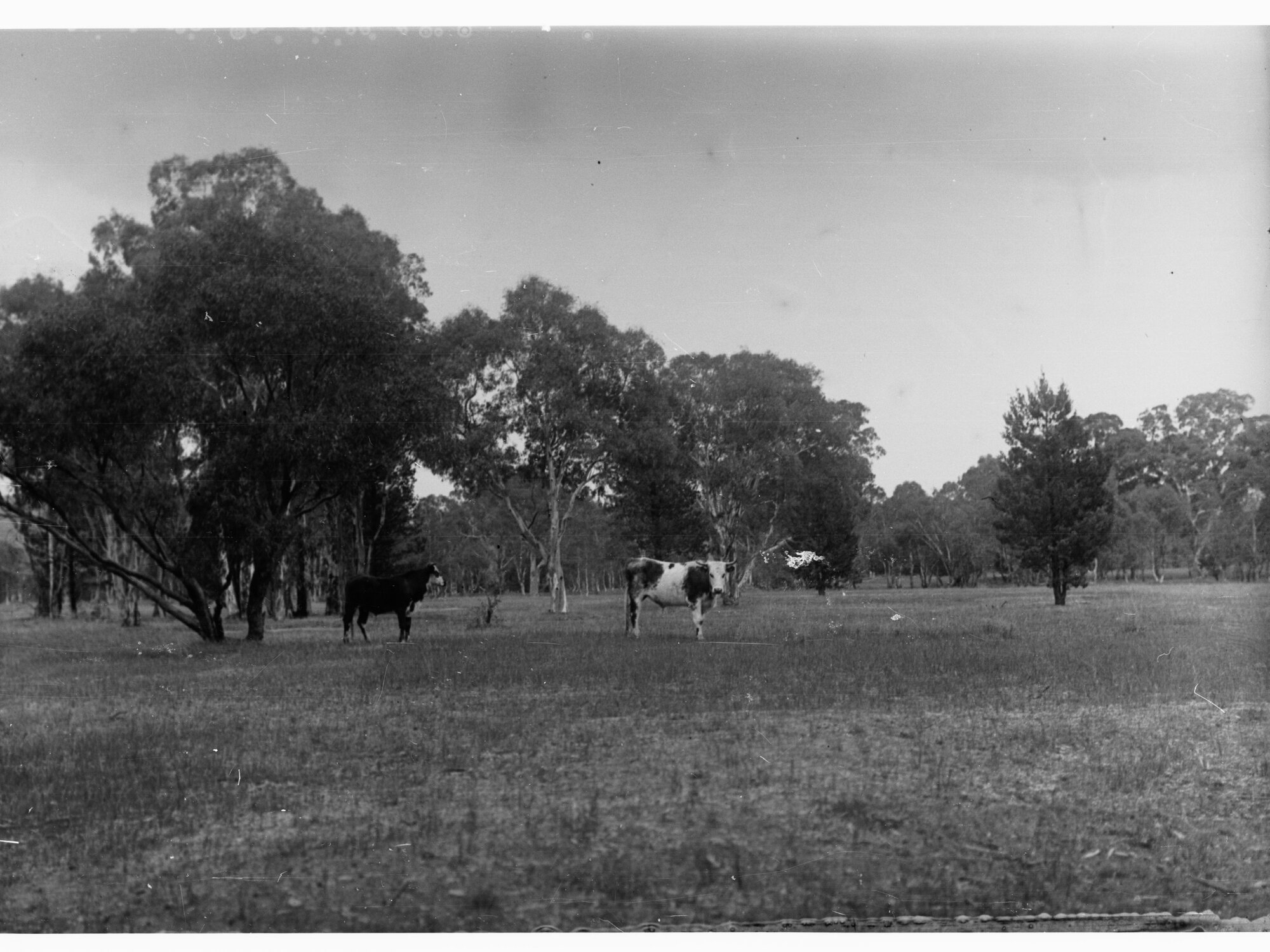 Cattle in a paddock - Wilpena