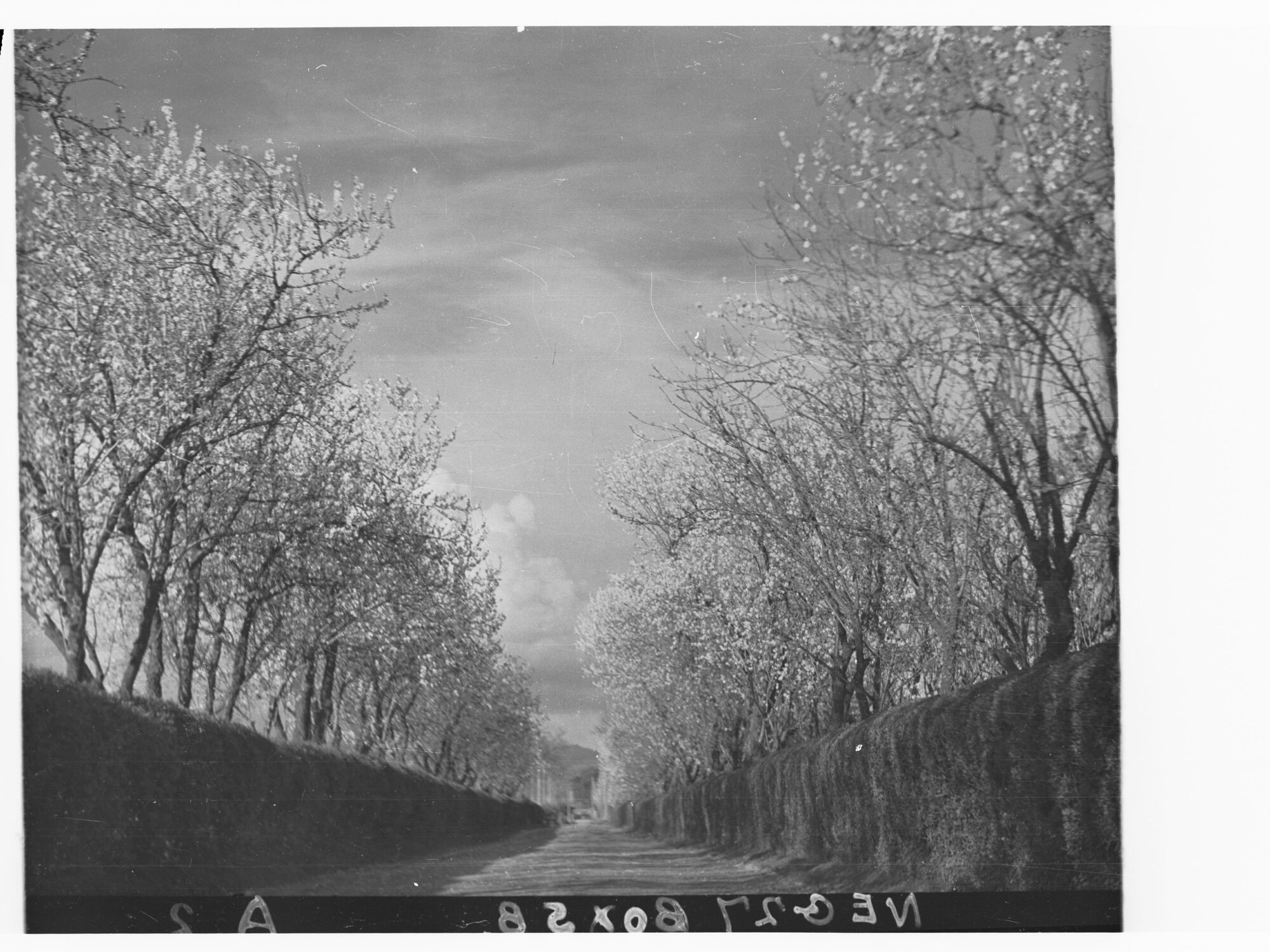 Almond Blossoms