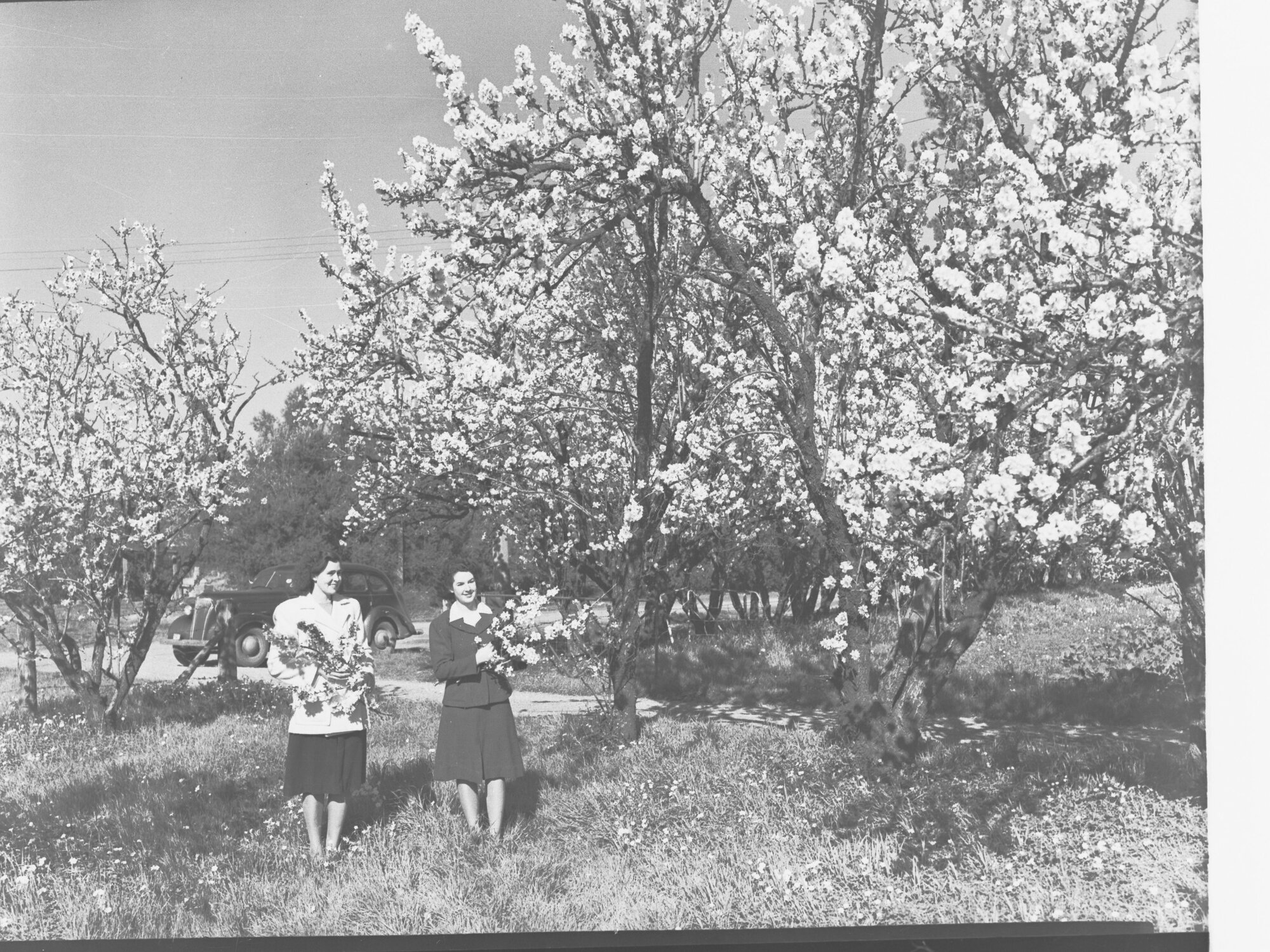 Almond Blossom Trees - Two Women Holding Branches