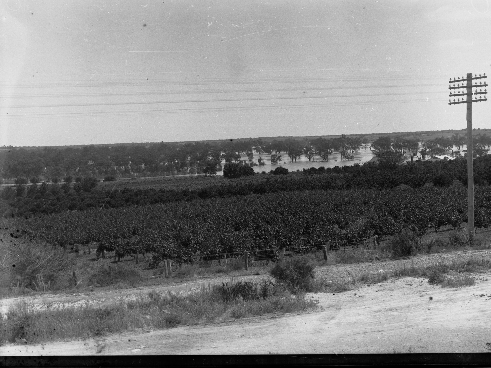 Orchard at Waikerie