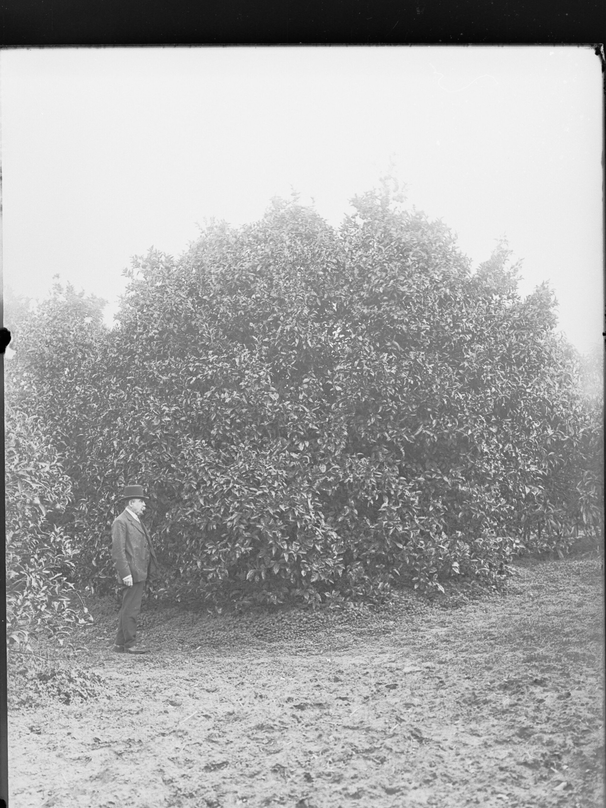View of fruit trees 