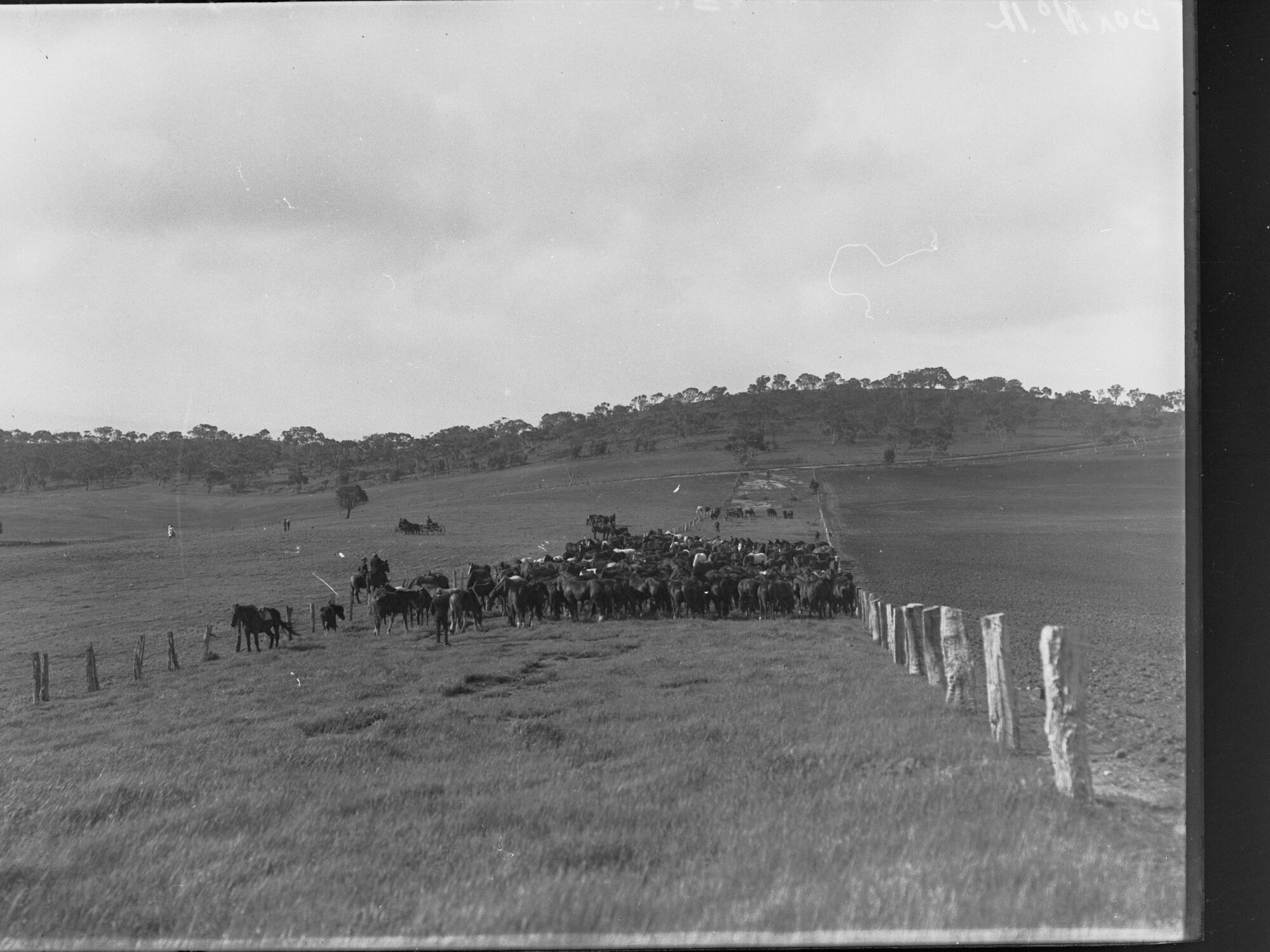 Mob of horses at Kapunda, South Australia