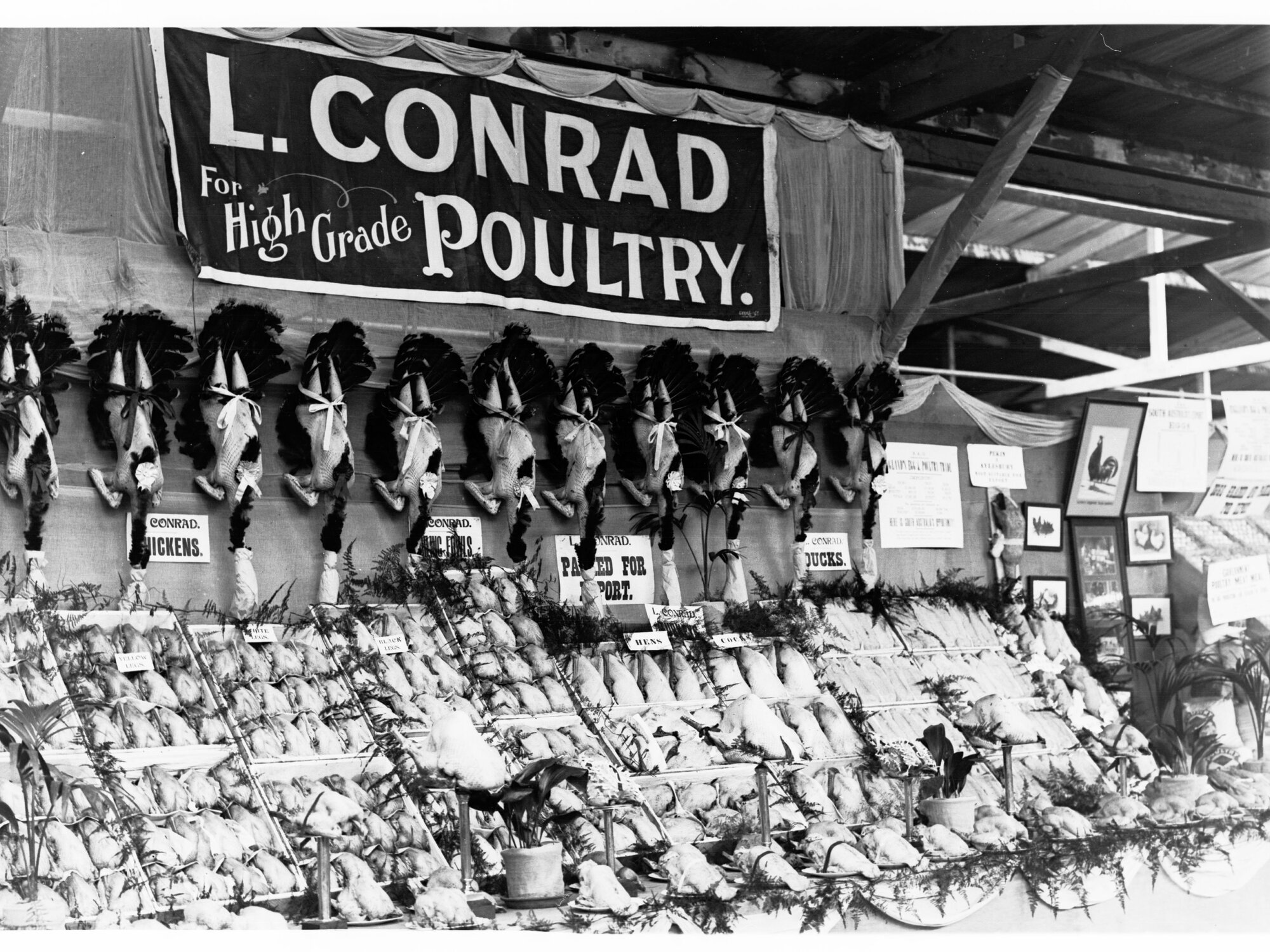 Government Produce Exhibit of Poultry